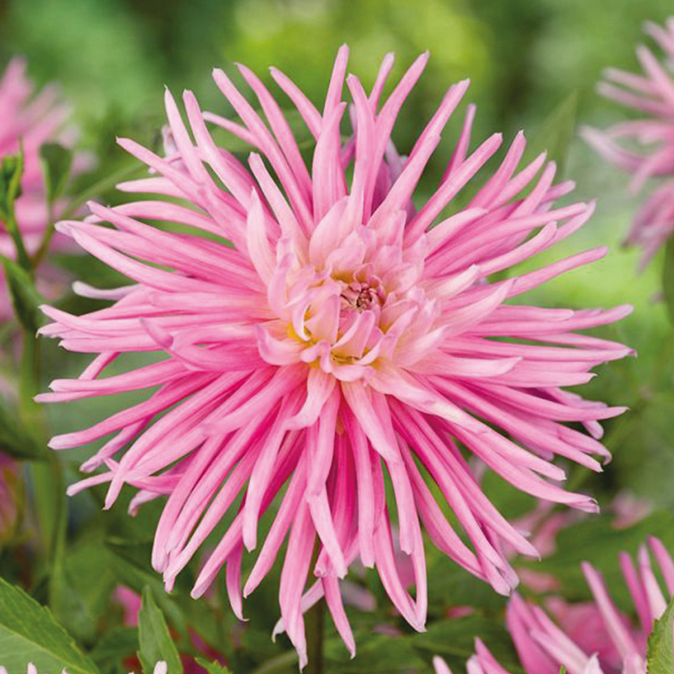 Miniature : DAHLIA - POT Ø19CM
