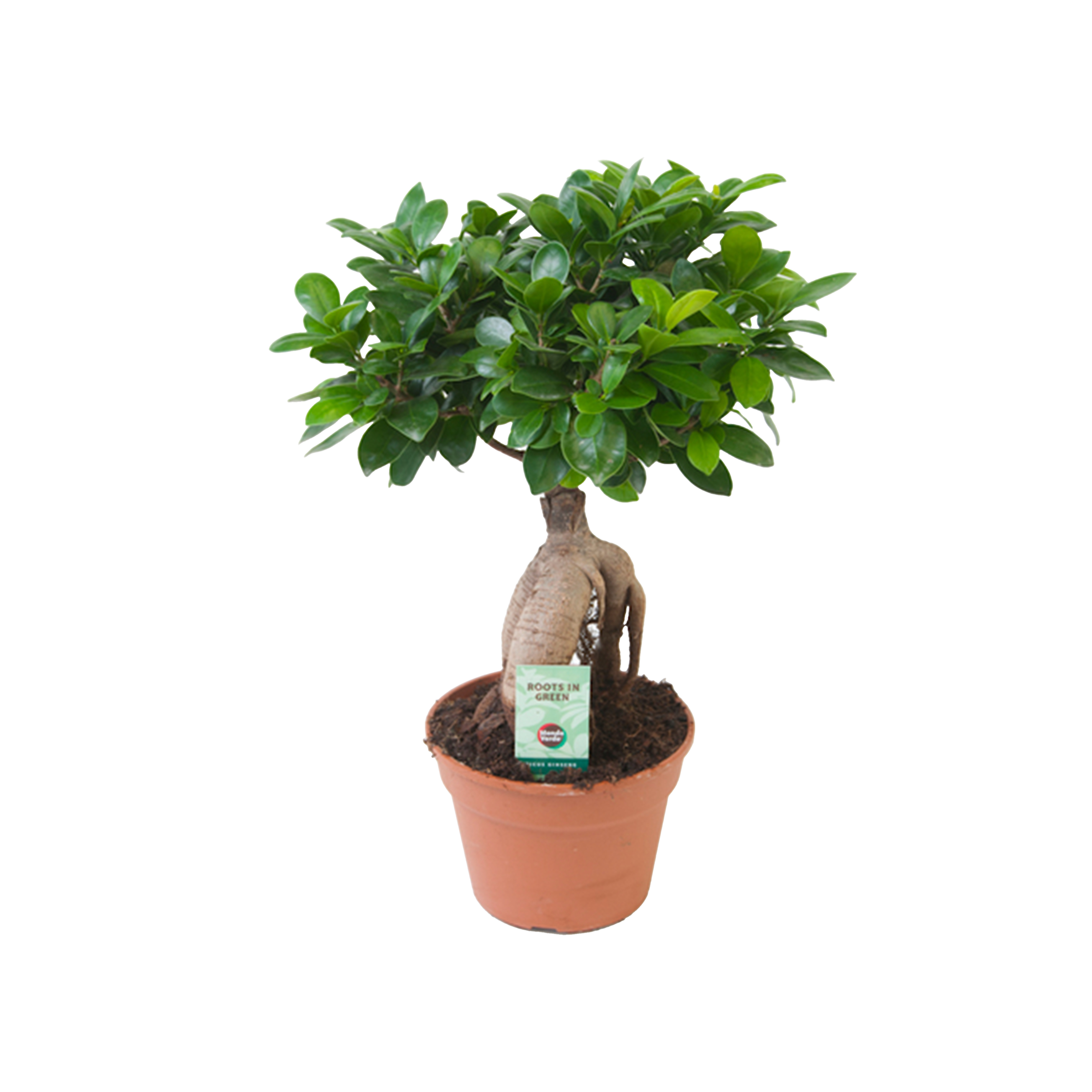 FICUS GINSENG BONSAÏ - POT Ø17CM