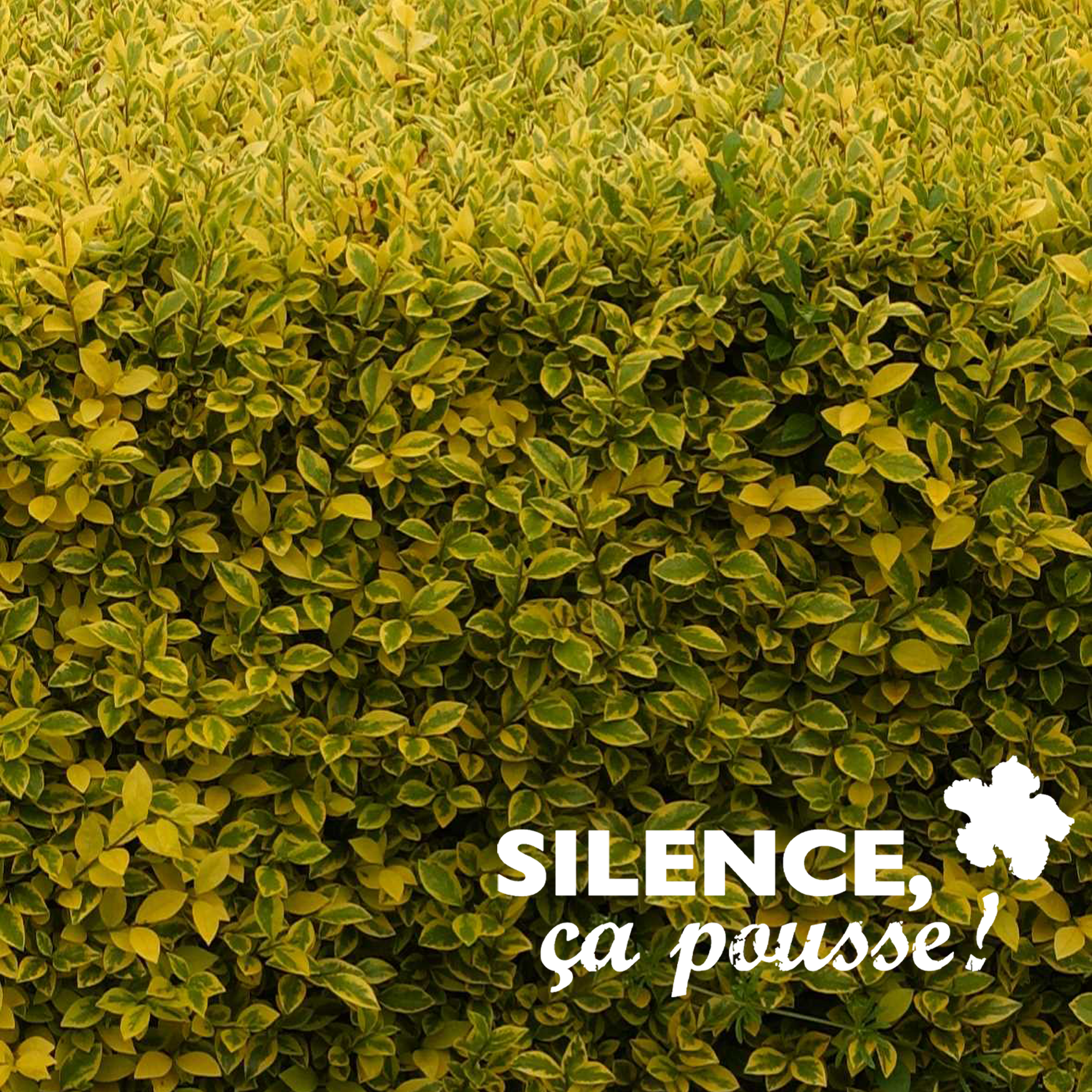 LIGUSTRUM (TROÈNE) OVALIFOLIUM 'AUREUM' - POT 2L