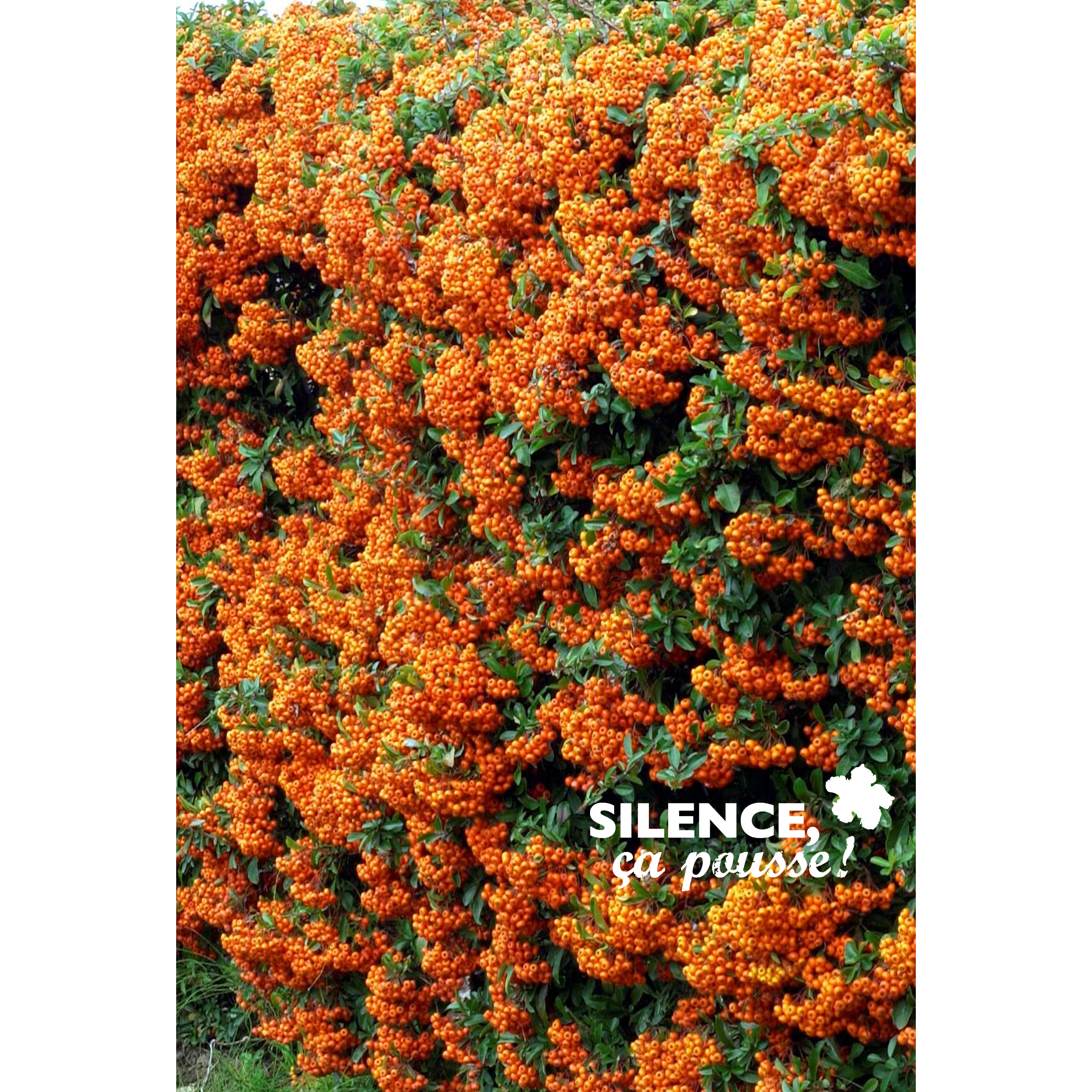 PYRACANTHA SAPHYR ORANGE® 'CADANGE' COV - POT 2L