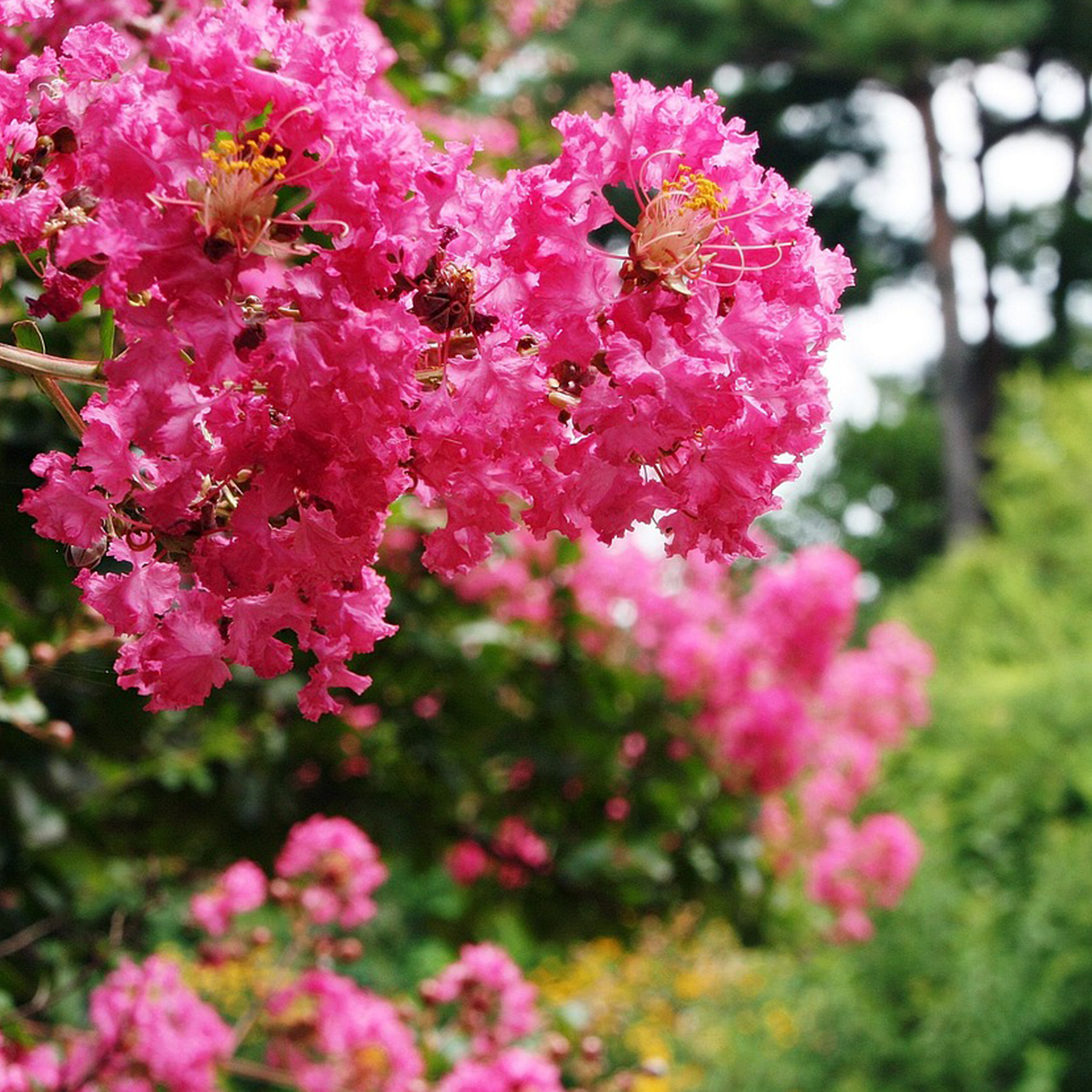 LAGERSTROEMIA INDICA DYNAMITE - LILAS DES INDES - POT DE 10L