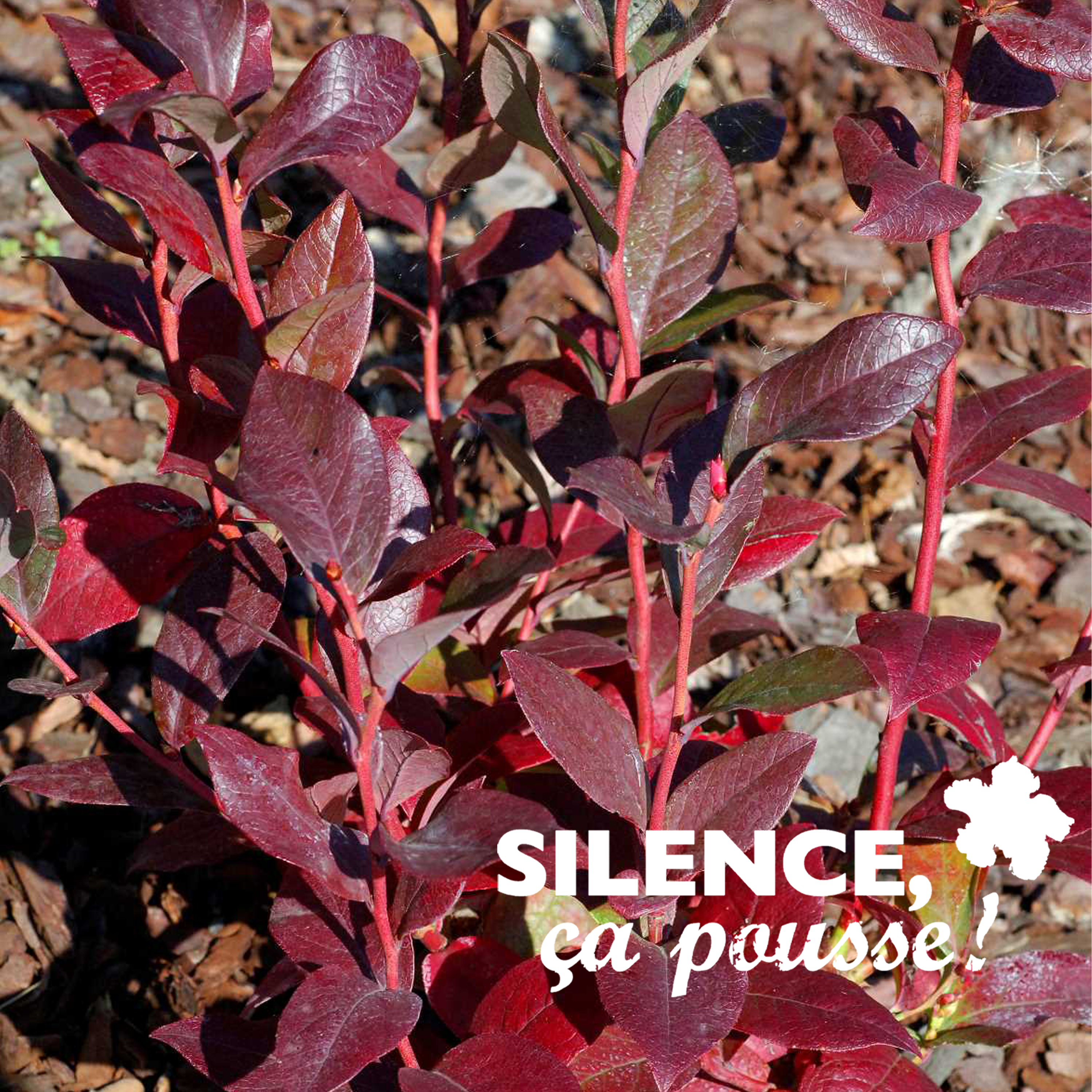 VACCINIUM CORYMBOSUM (MYRTILLE DES JARDINS) 'PATRIOT' - POT 4,5L