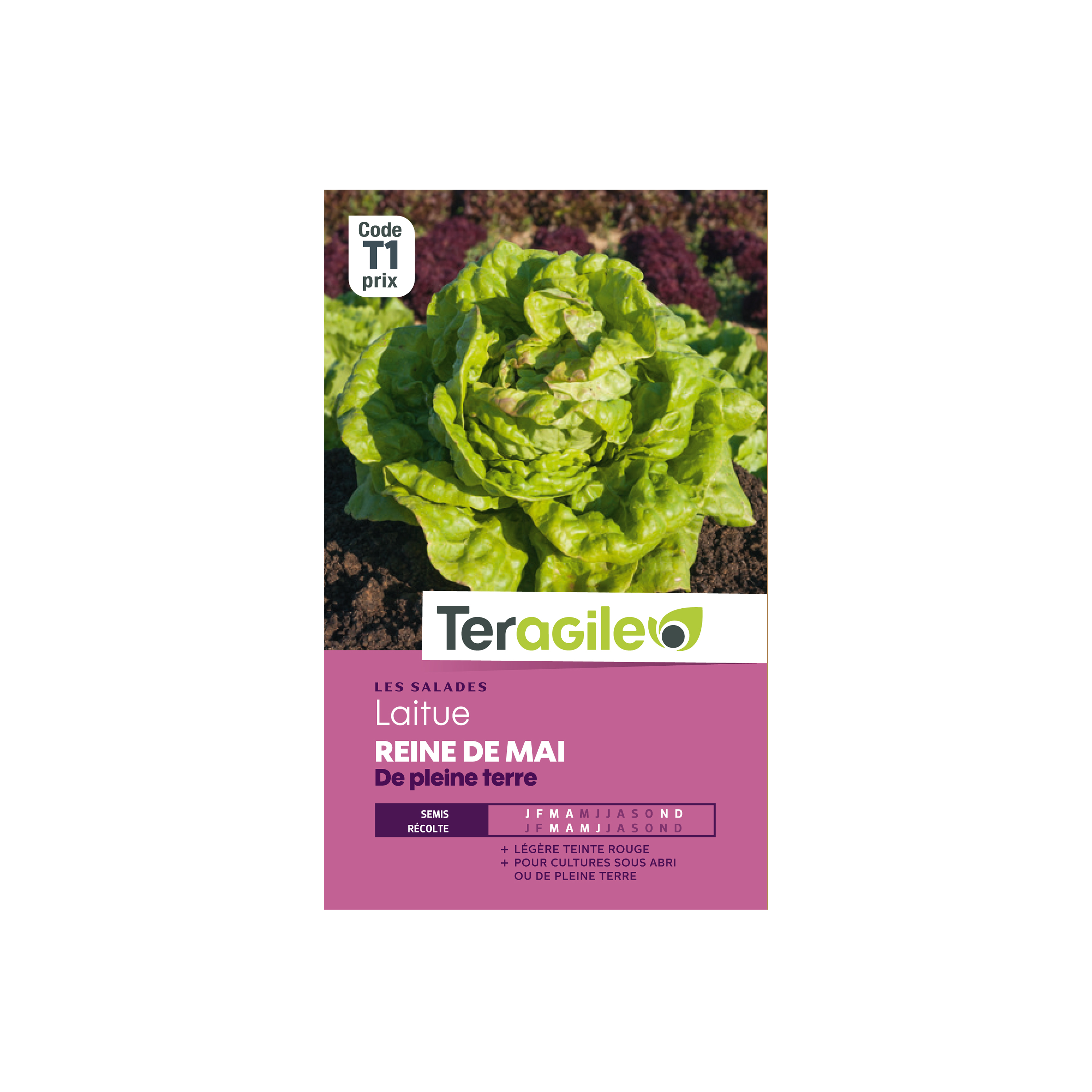 GRAINES LAITUE REINE DE MAI DE PLEINE TERRE 4G TERAGILE®