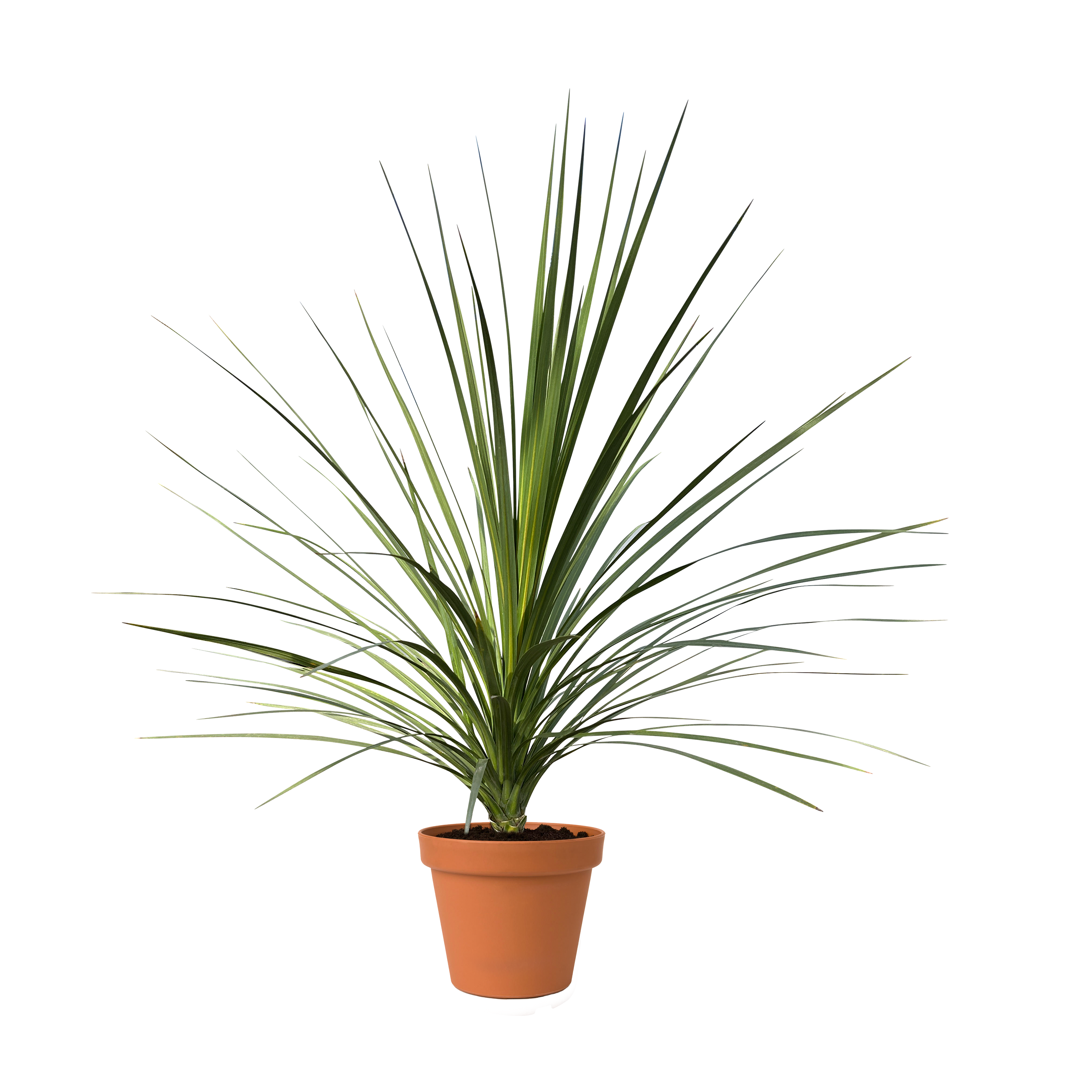 CORDYLINE 'INDIVISA' - POT DE 3,5L - H 40/60CM