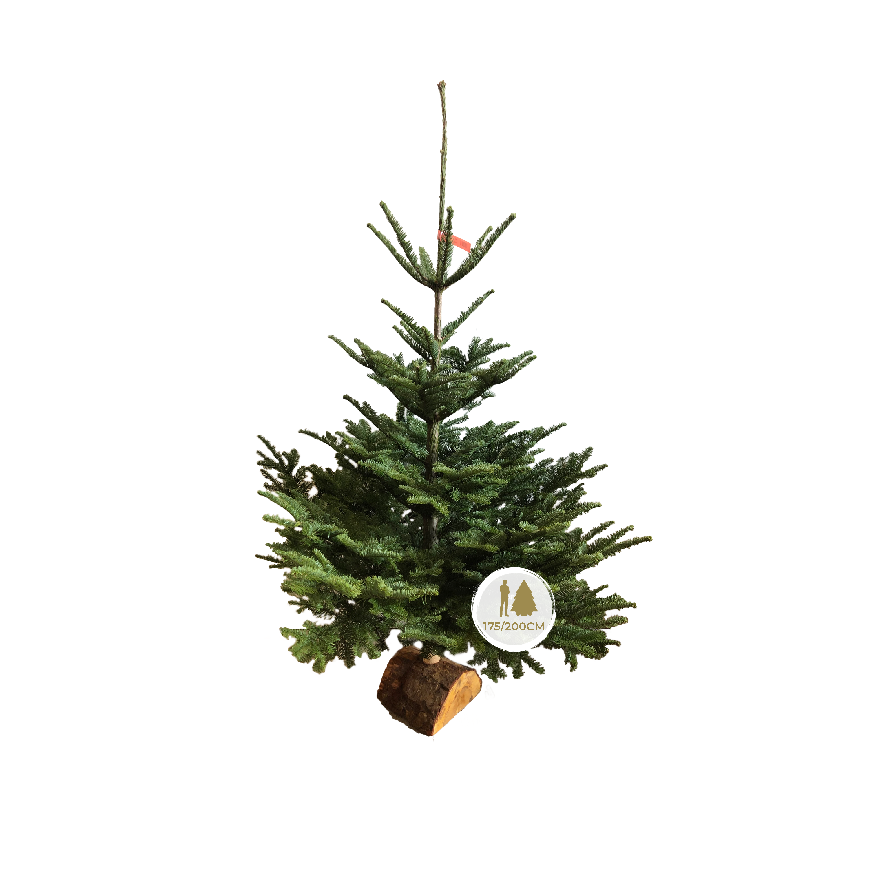 SAPIN NOBILIS COUPÉ AVEC BÛCHE - 175/200CM