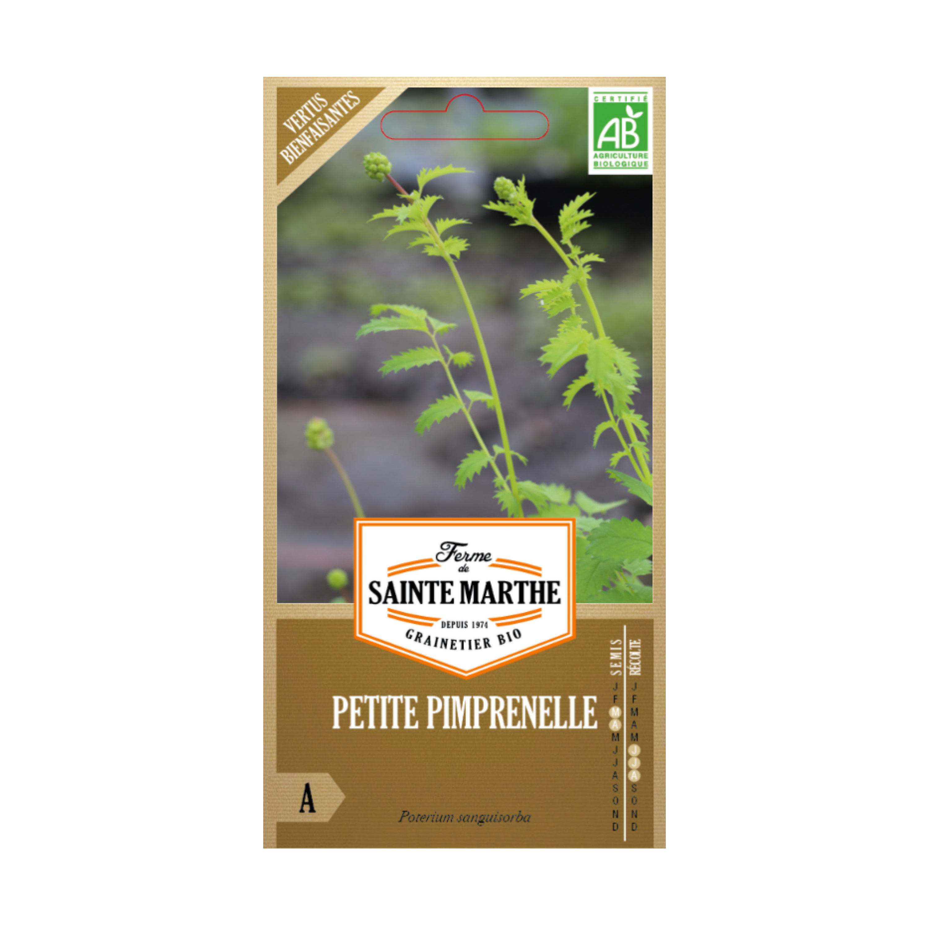 GRAINES PETITE PIMPRENELLE BIO