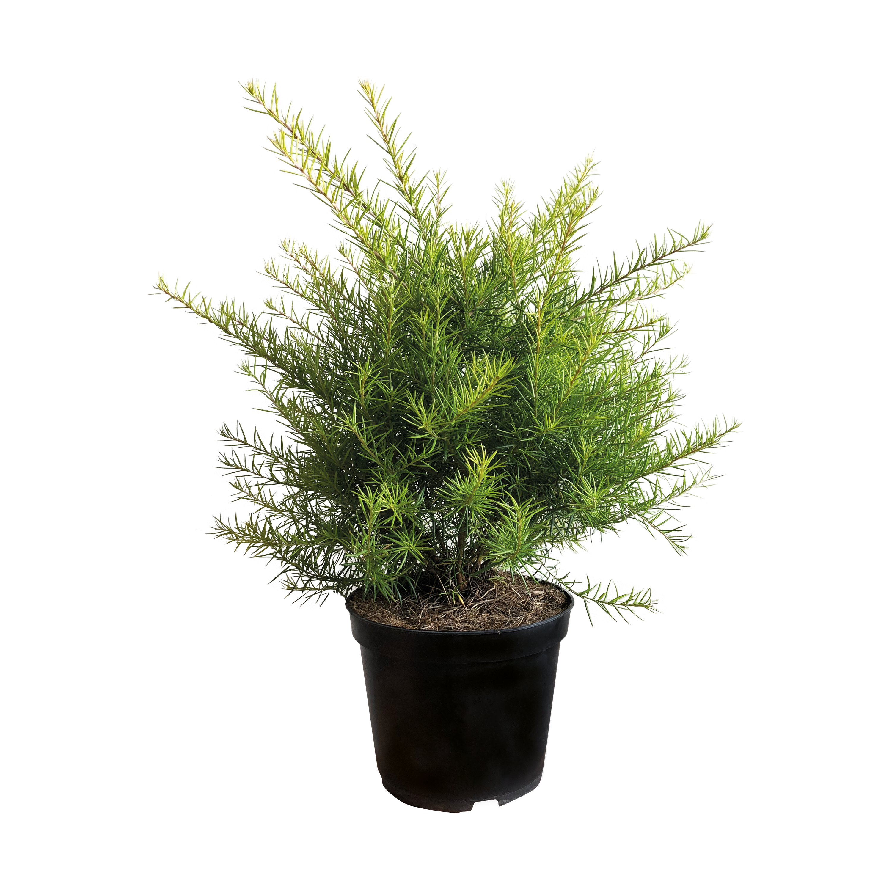 GREVILLEA JUNIPERINA - POT DE 5L