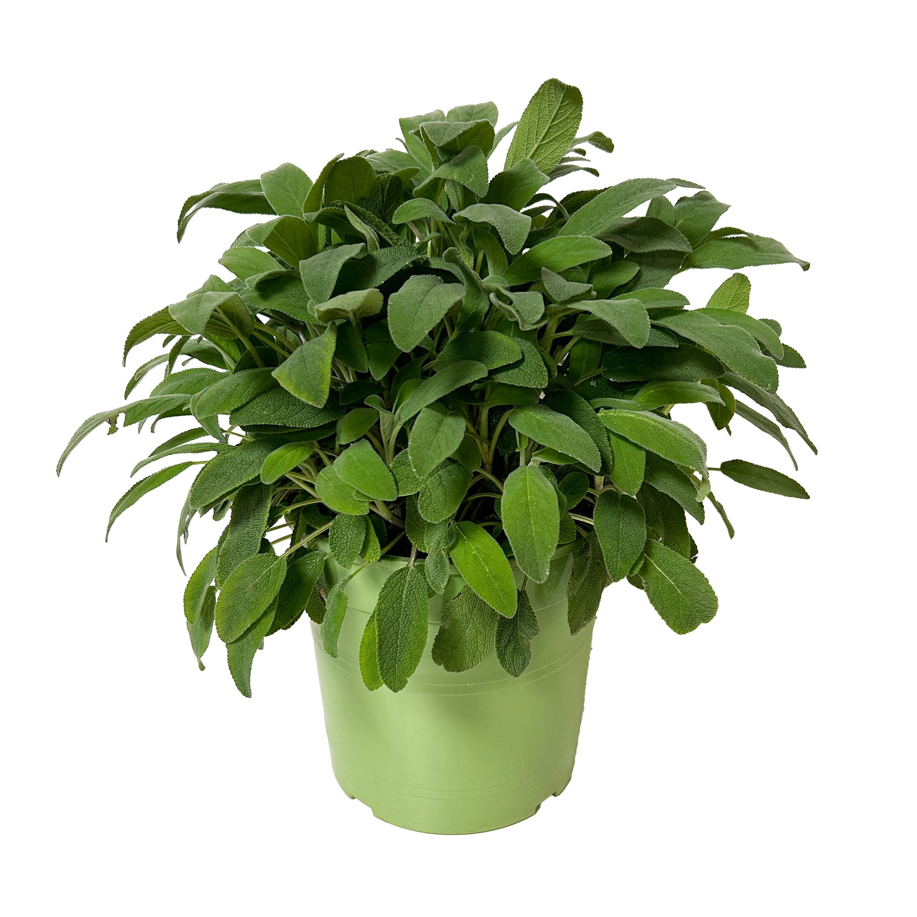 SALVIA - POT ∅18CM