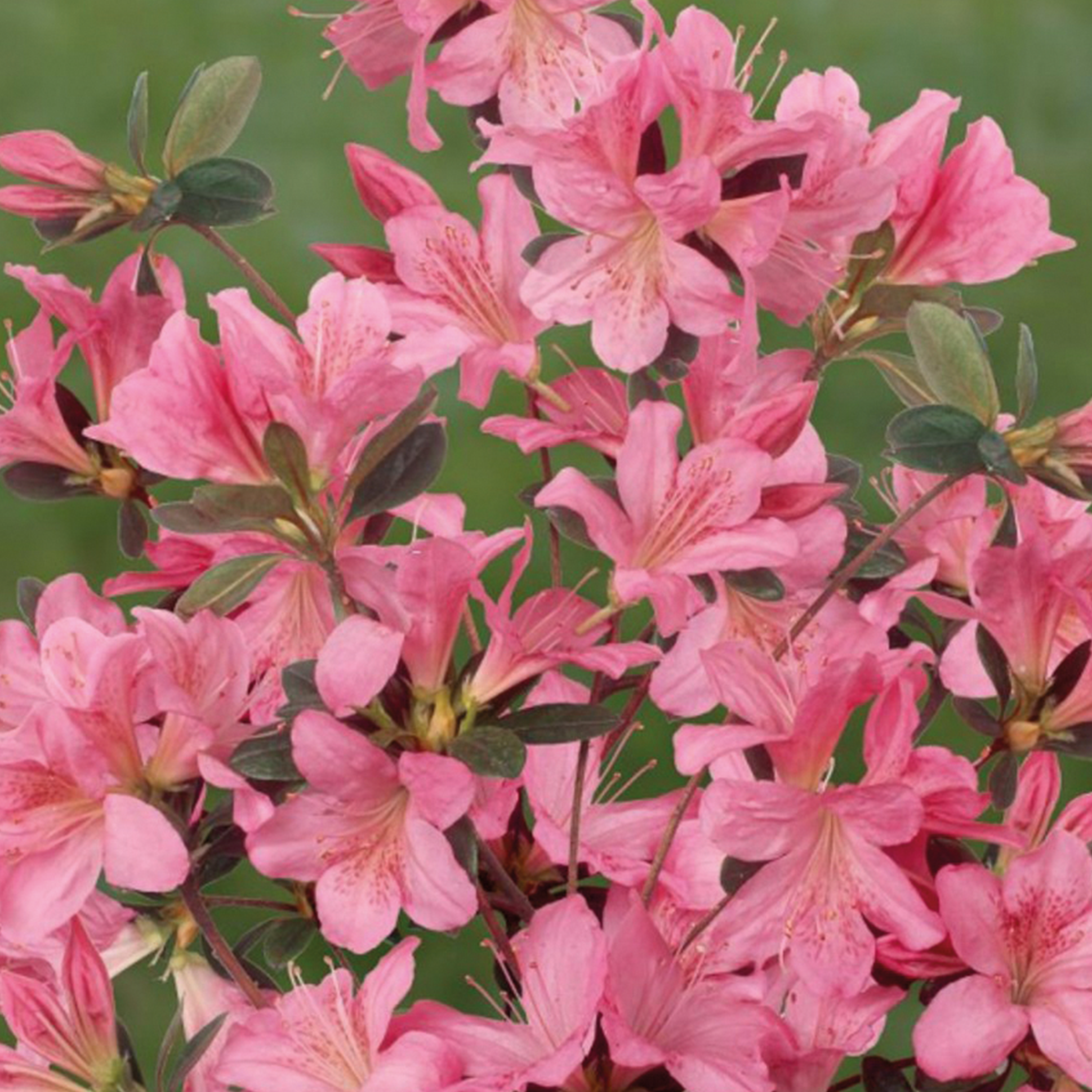 AZALÉE 'WALBERTON'S RUFFLES' - POTDE 4,5L