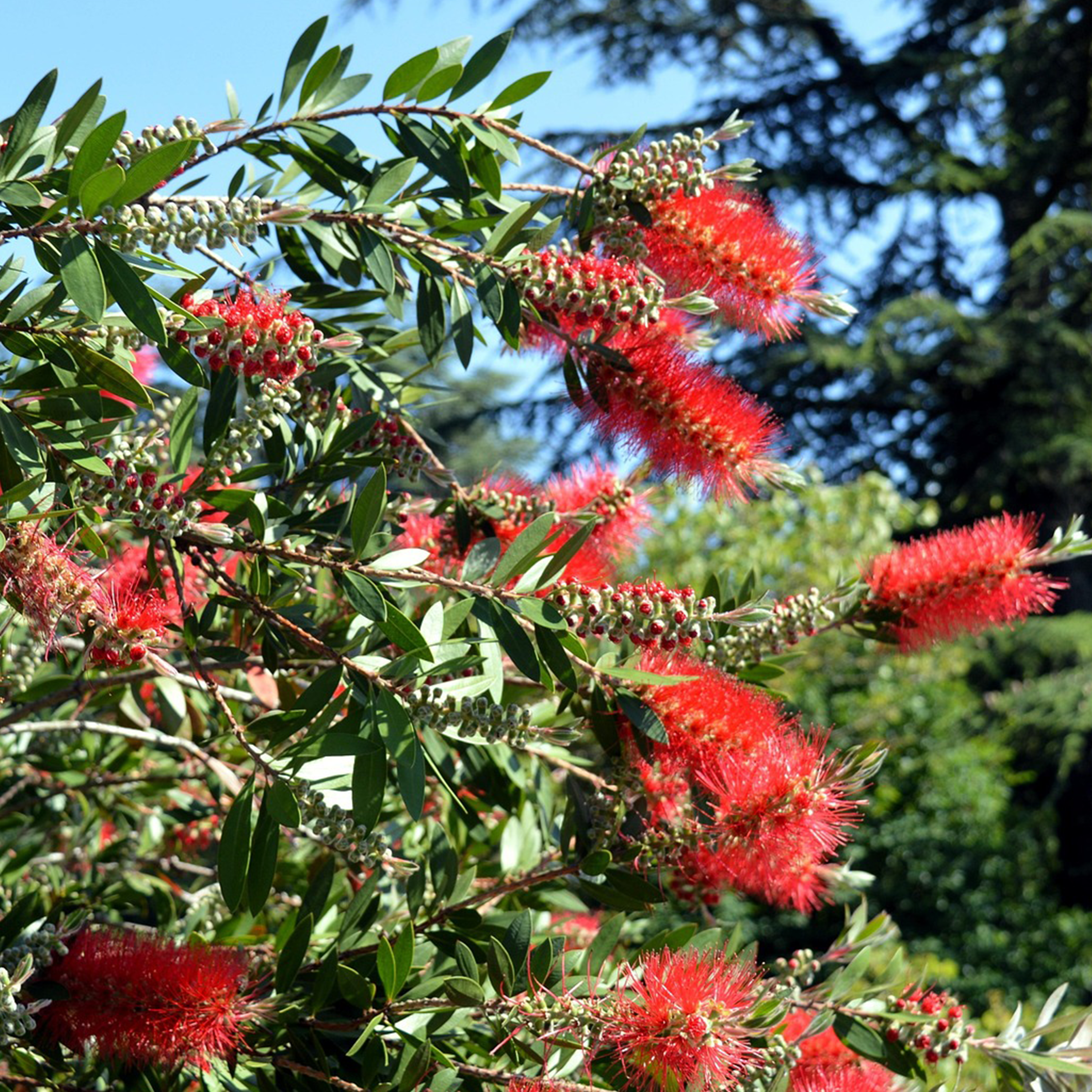 CALLISTEMON VIMINALIS INFERNO® - RINCE BOUTEILLE - POT DE 5L