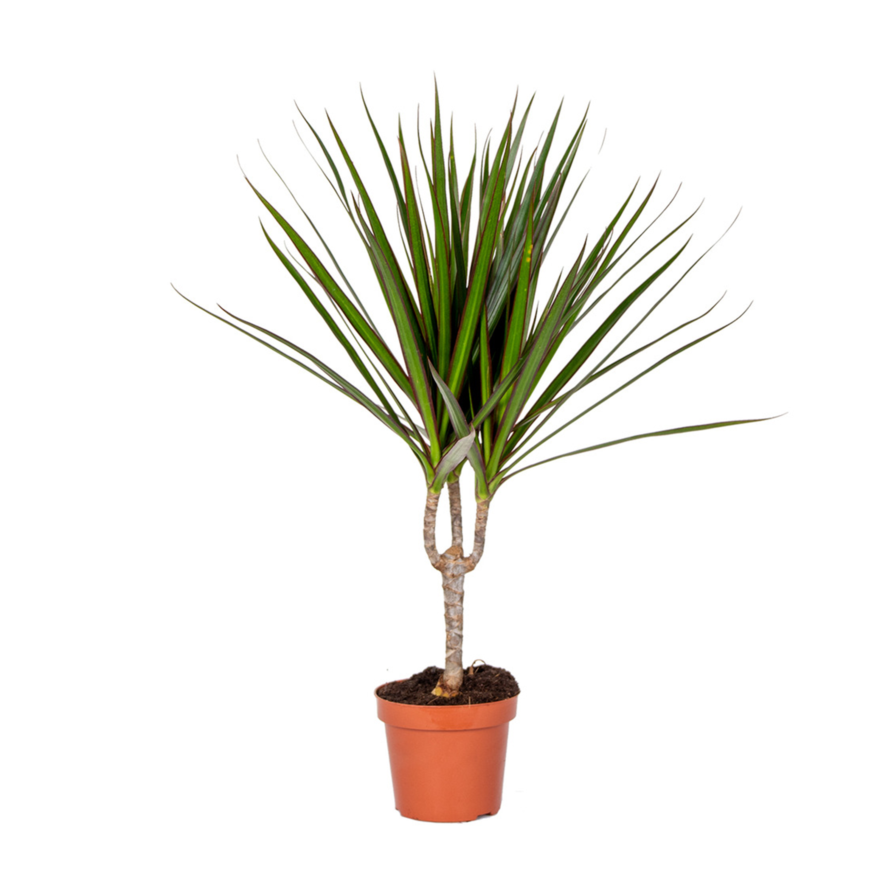 DRACAENA MARGINATA - POT Ø12CM