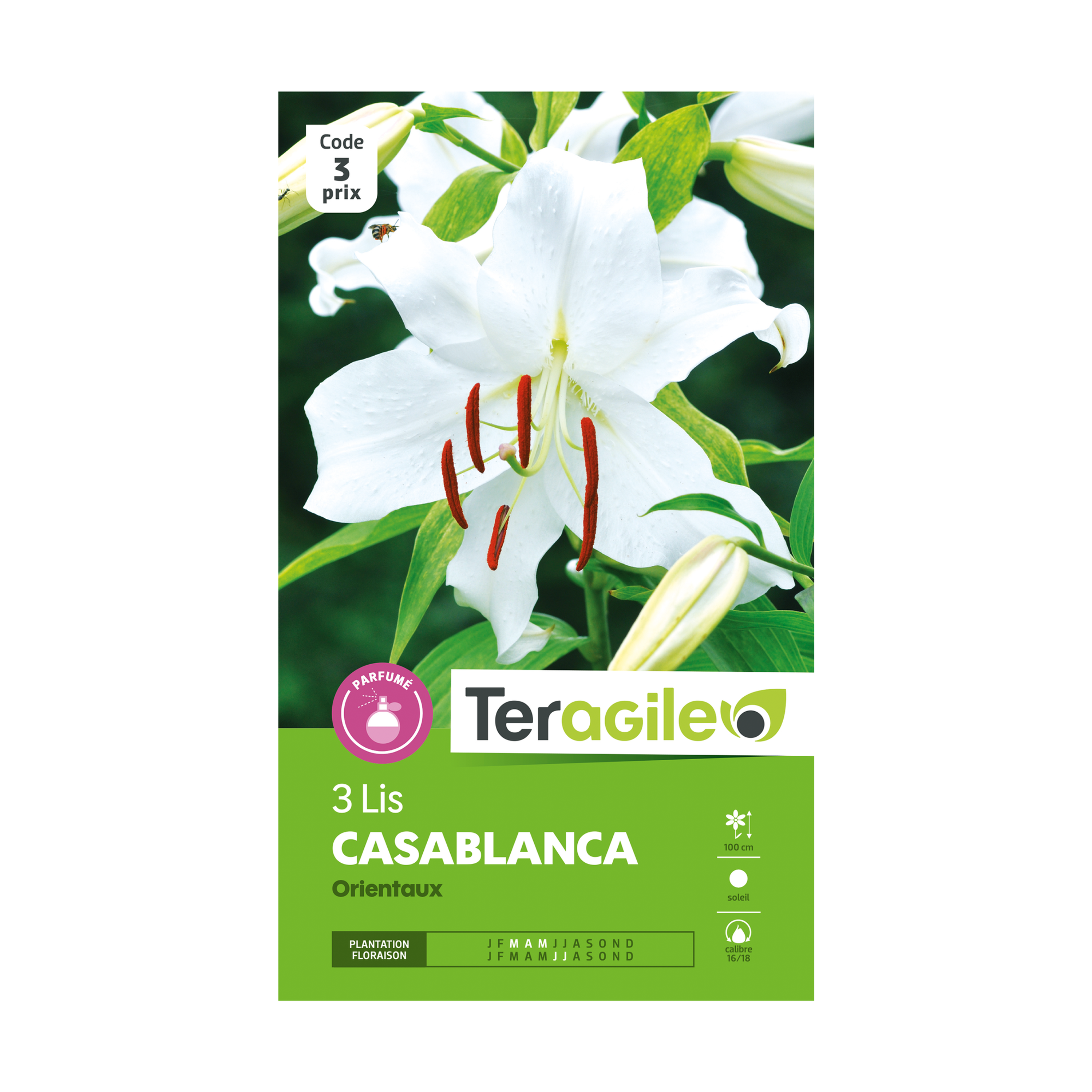 BULBES DE LIS CASABLANCA ORIENTAUX - TERAGILE® - X3