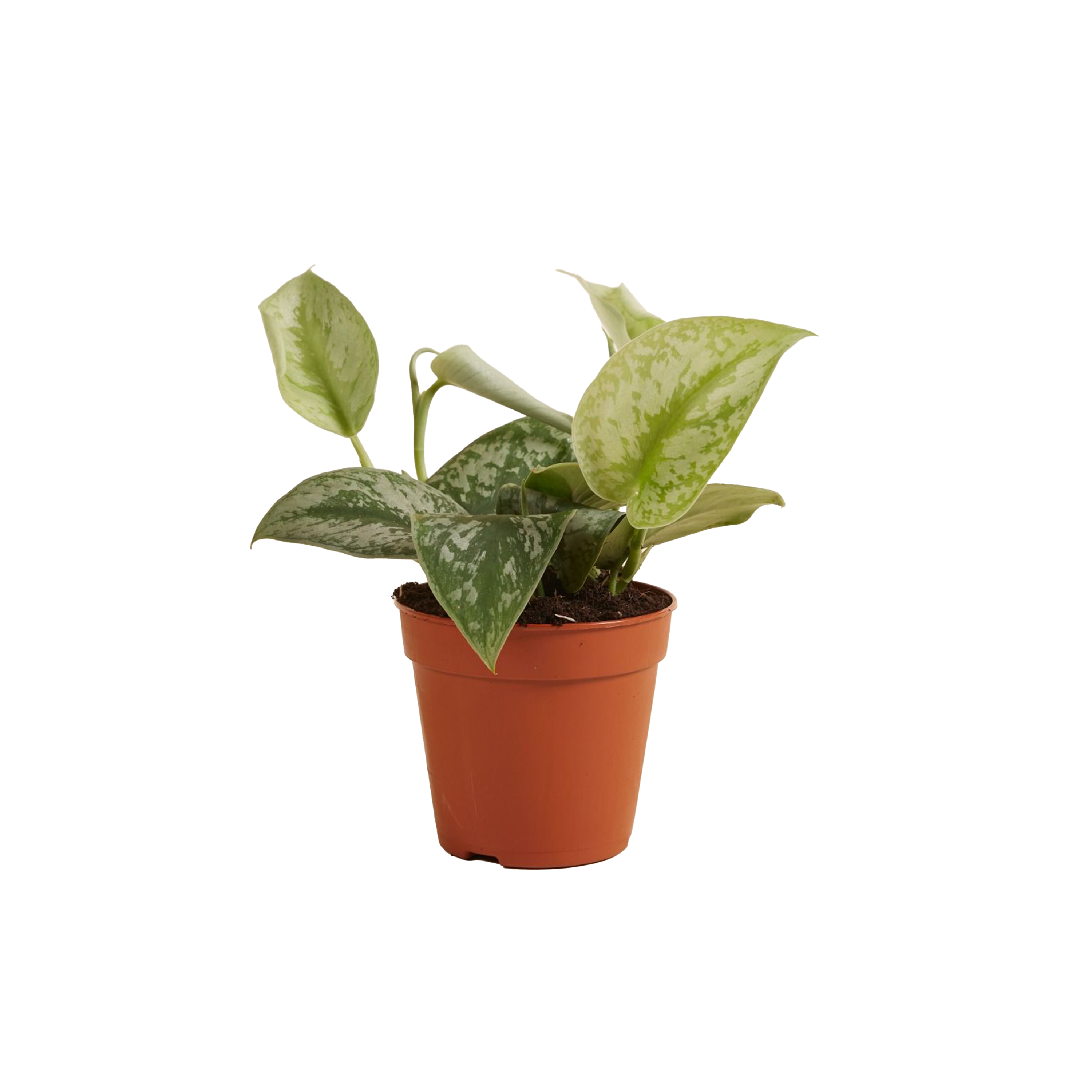 SCINDAPSUS PICTUS 'TREBIE' - POT Ø12CM