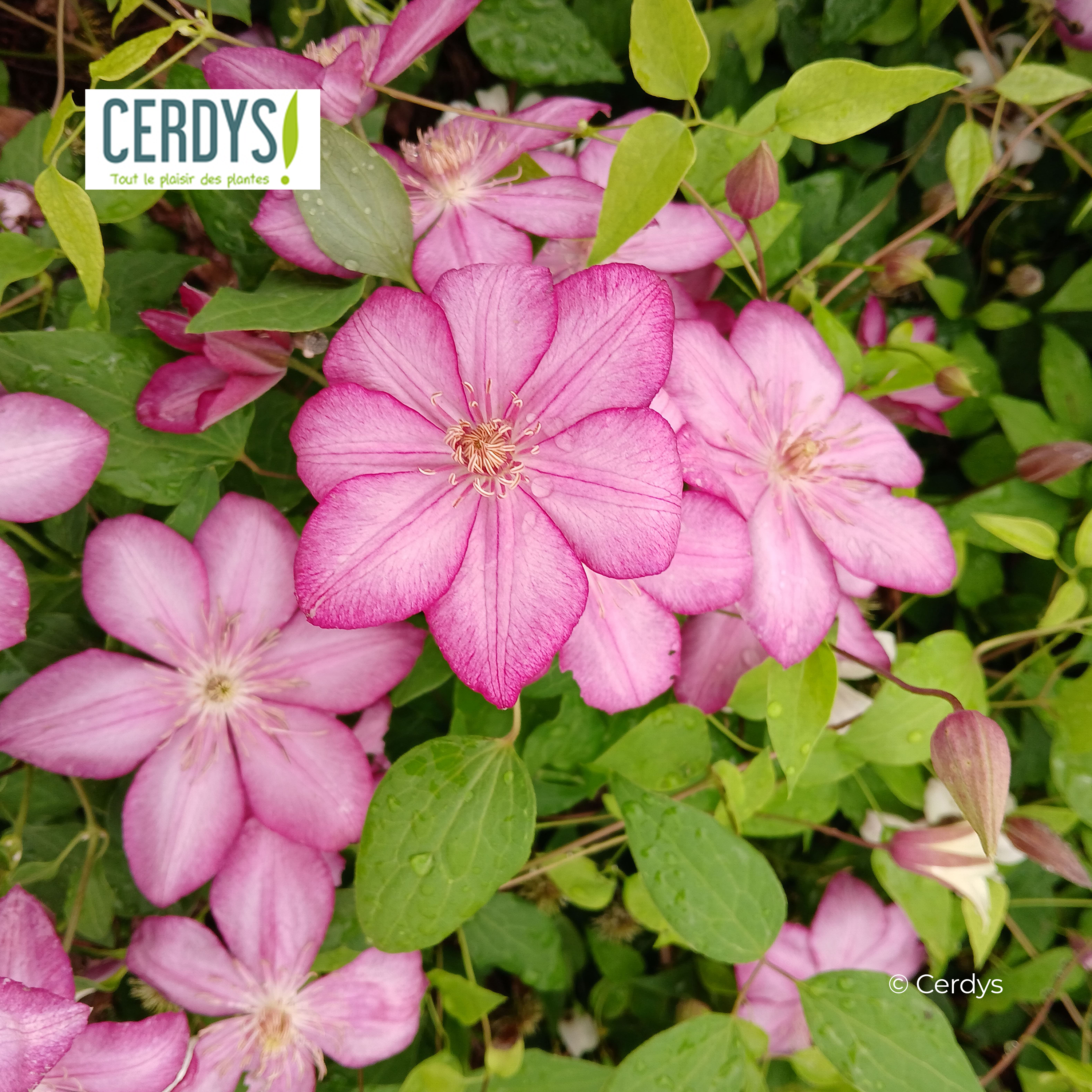 CLÉMATITE LIBERTY 'Zo08095' - 90/120CM - ECHELLE - POT 3L