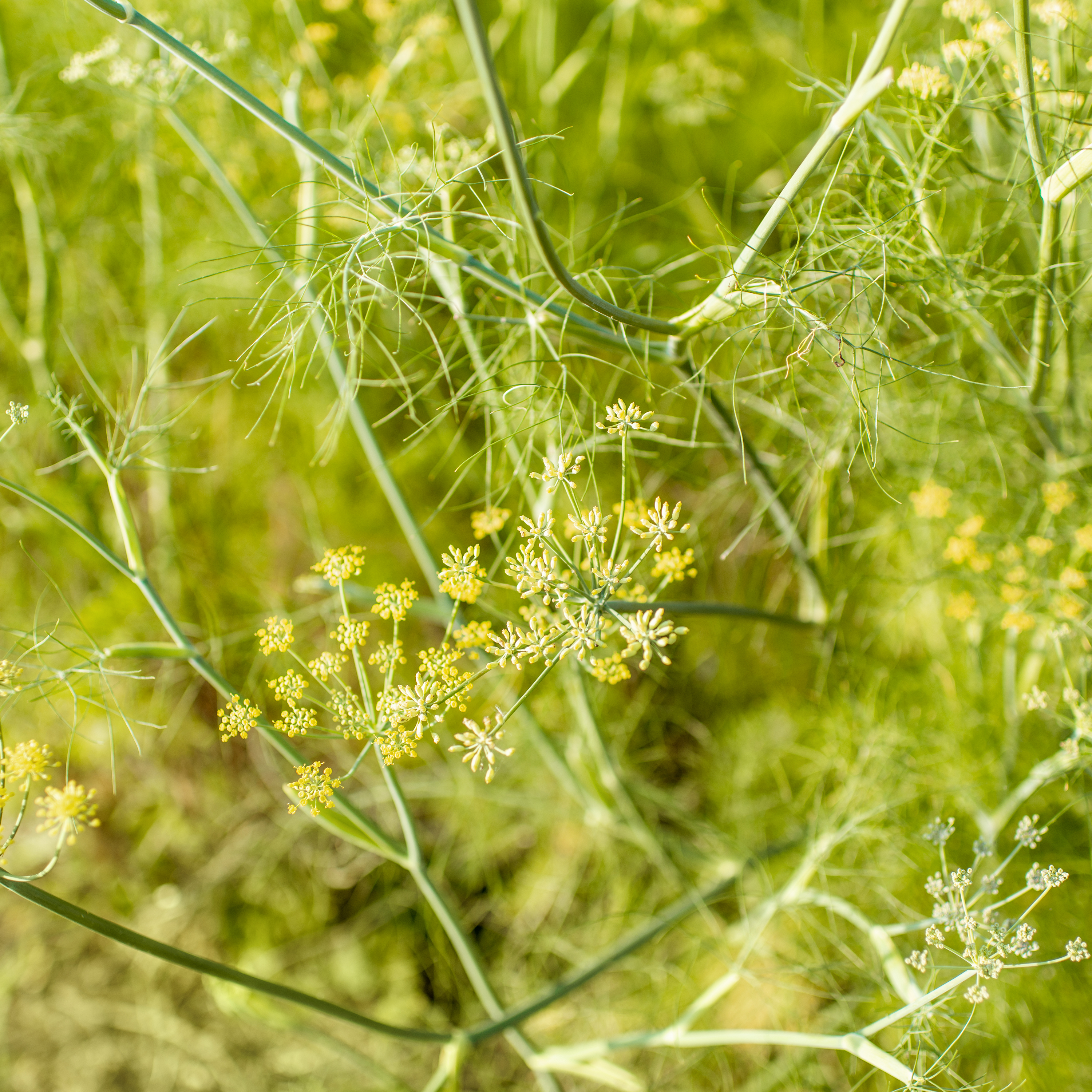 FENOUIL - POT ∅14CM