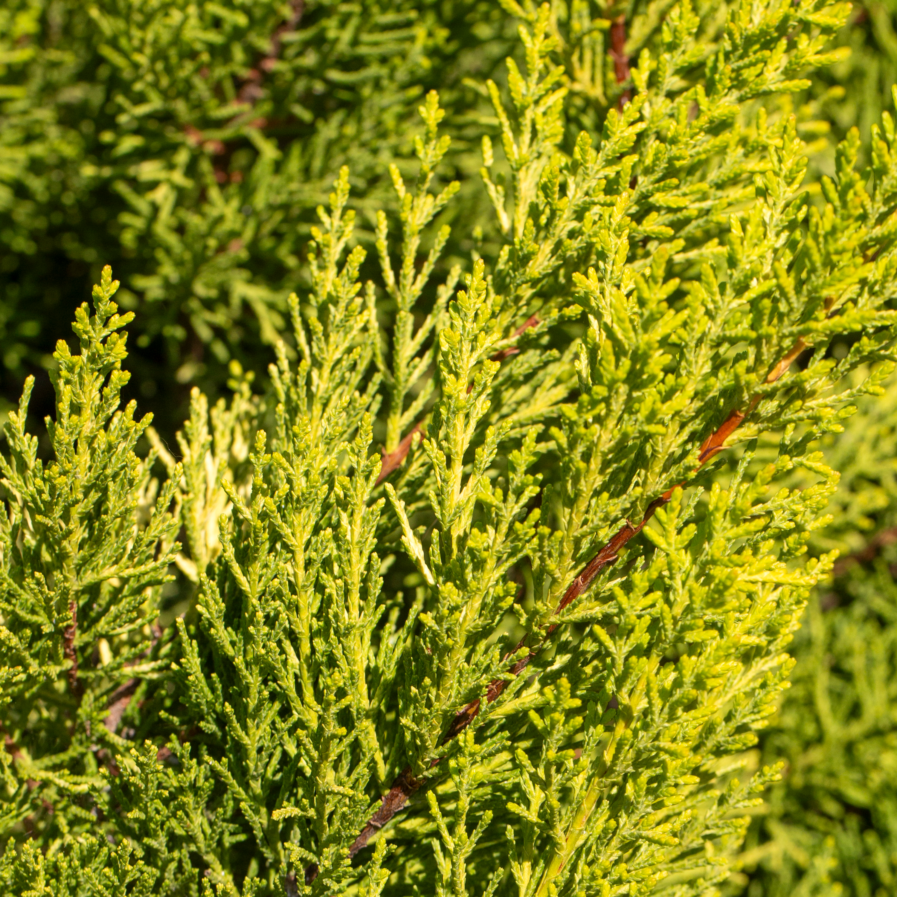 JUNIPERUS MEDIA OLD GOLD - GENÉVRIER RAMPANT - POT DE 3L