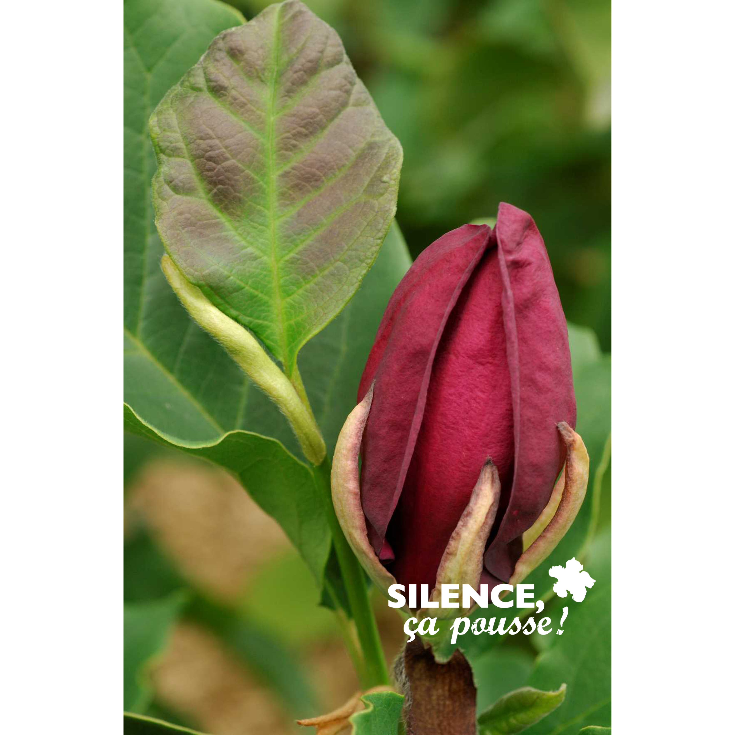 MAGNOLIA X 'GENIE' cov - POT 4,5L