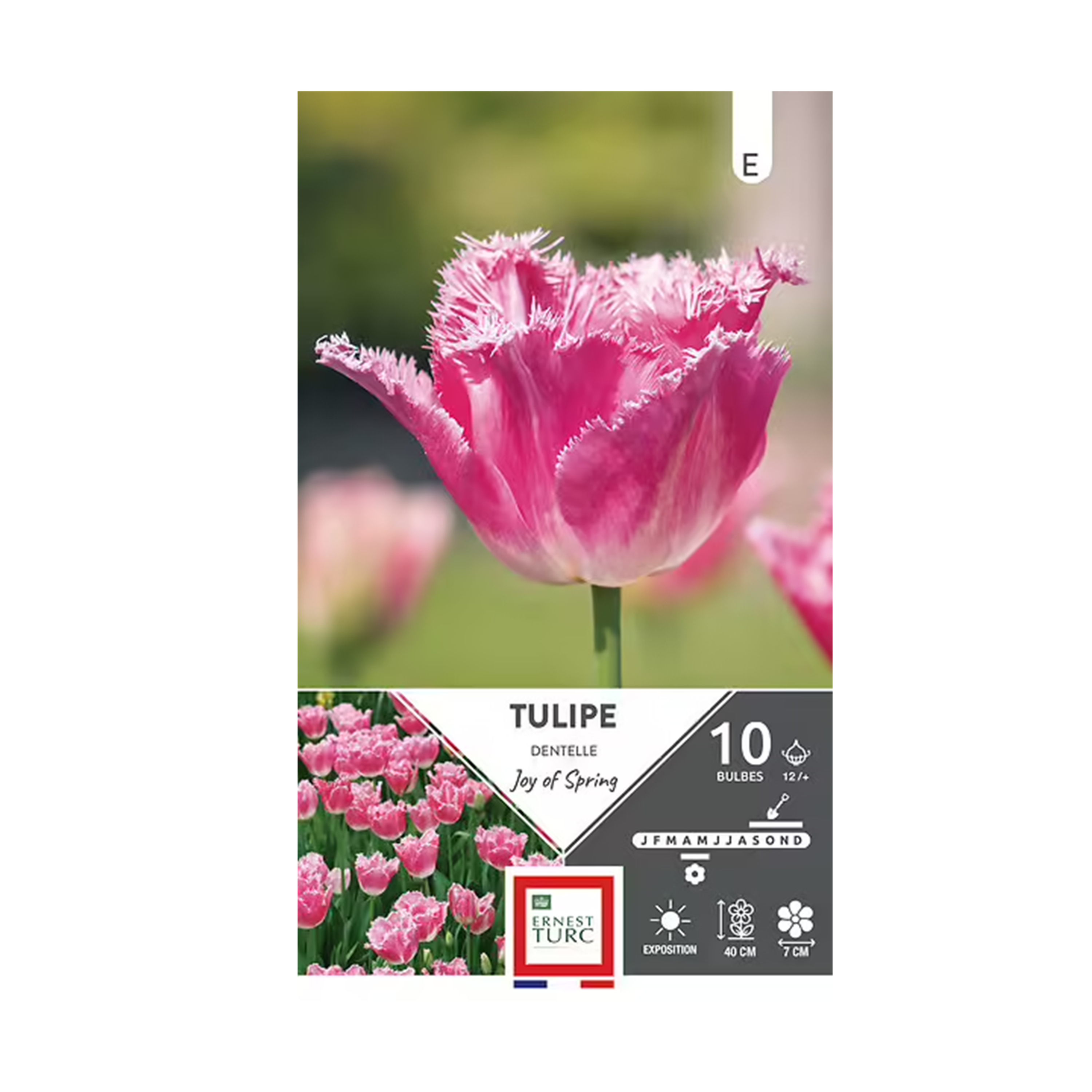 BULBES DE TULIPE DENTELLE JOY OF SPRING ERNEST TURC - 12/+ X10
