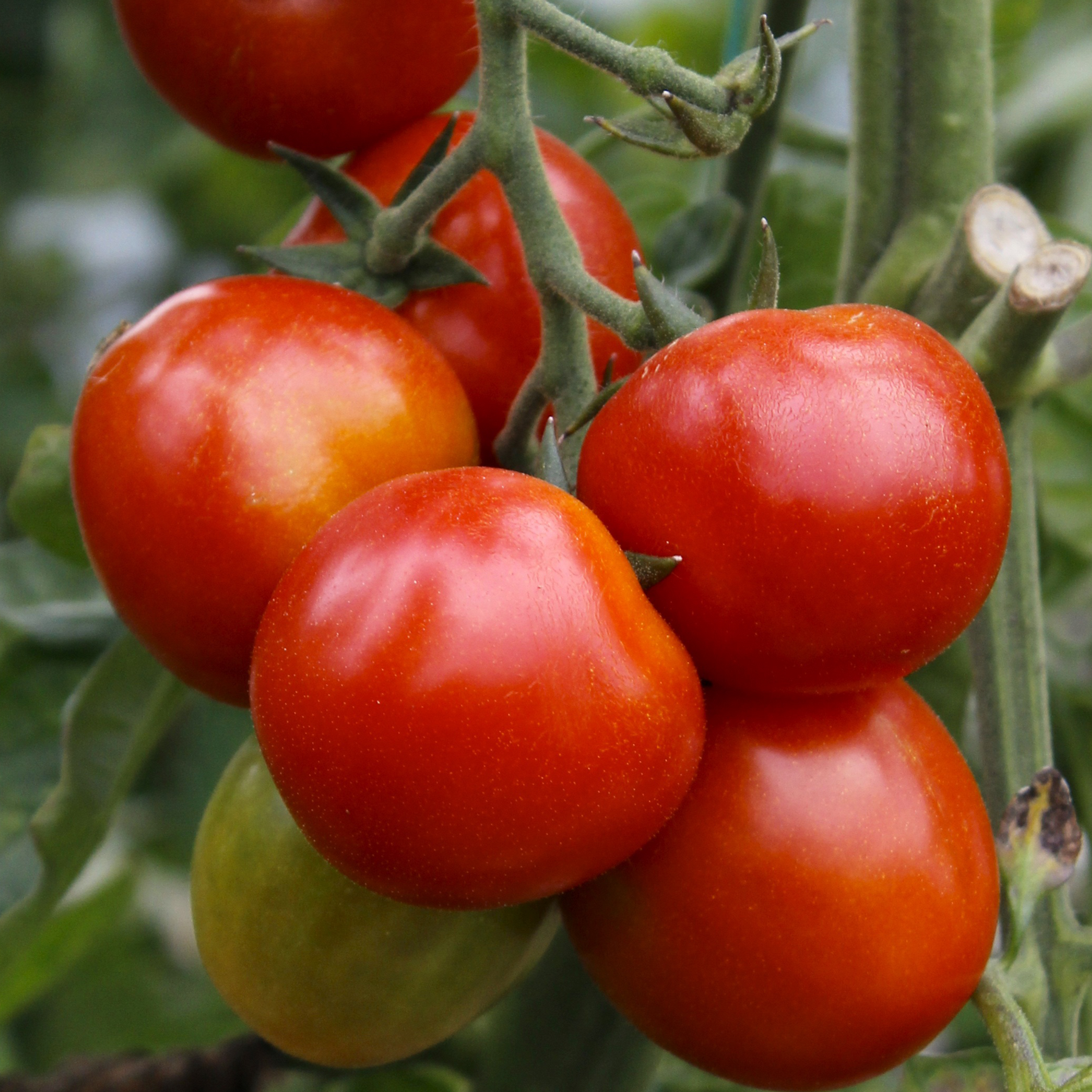 TOMATE CRIMSON CRUSH - POT Ø10CM