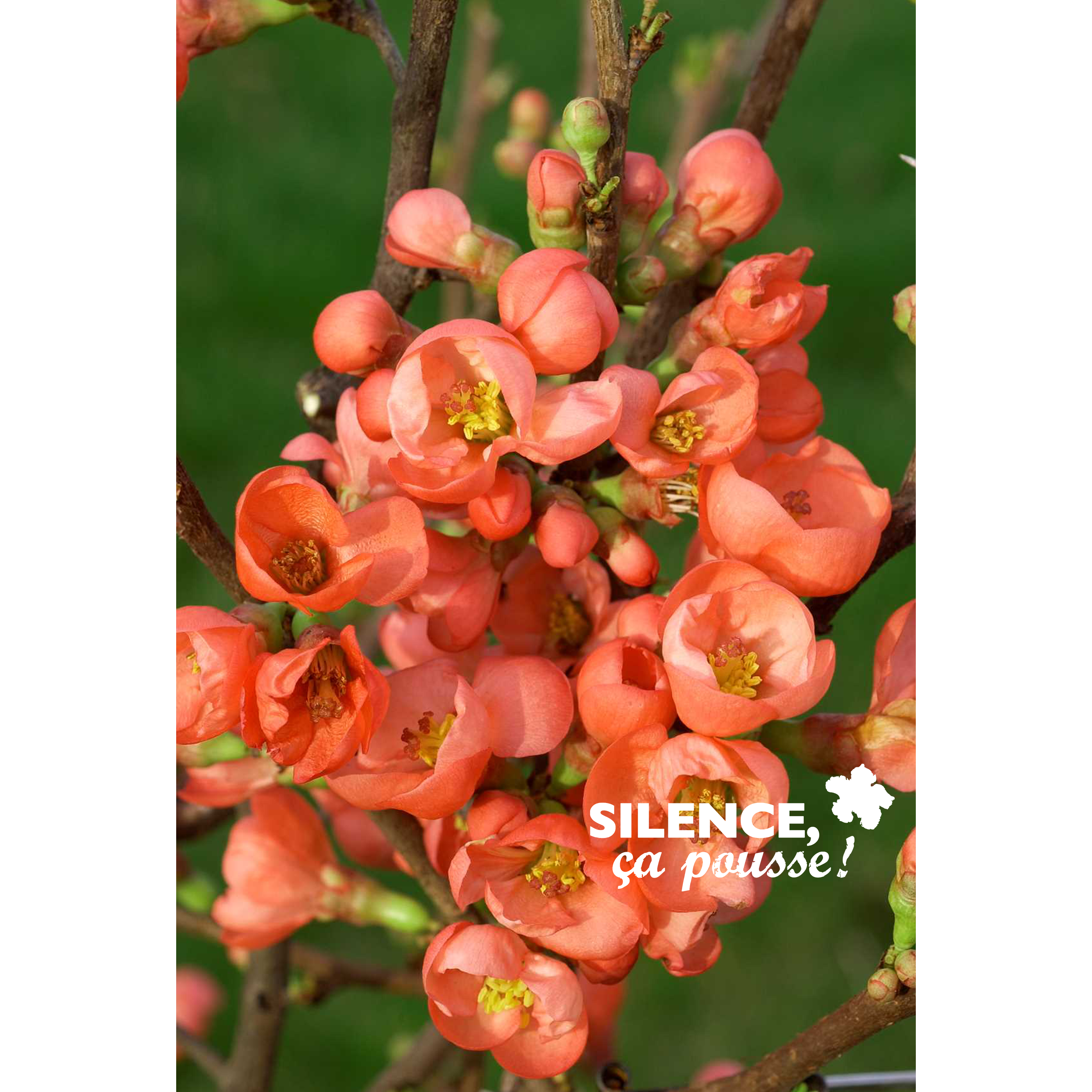 CHAENOMELES SPECIOSA 'FRIESDORFER' - POT 10L