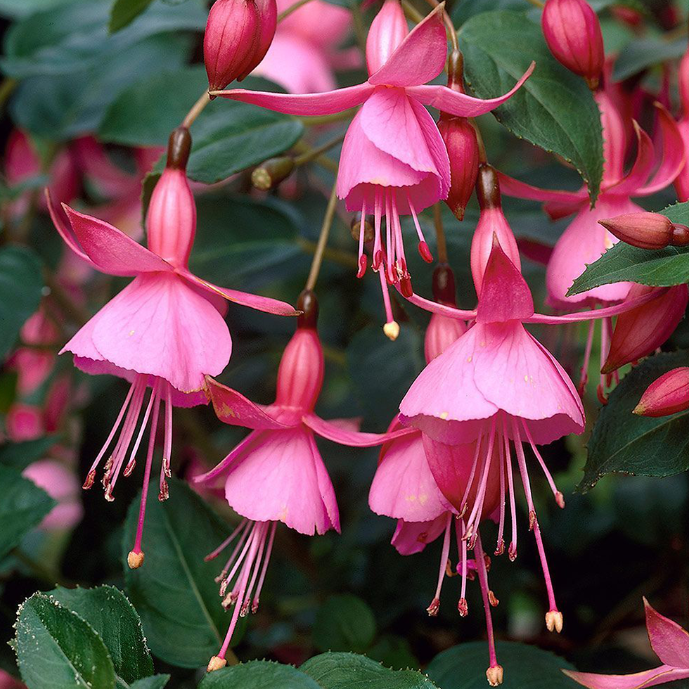 FUCHSIA BEACON ROSA - GODET 8CM