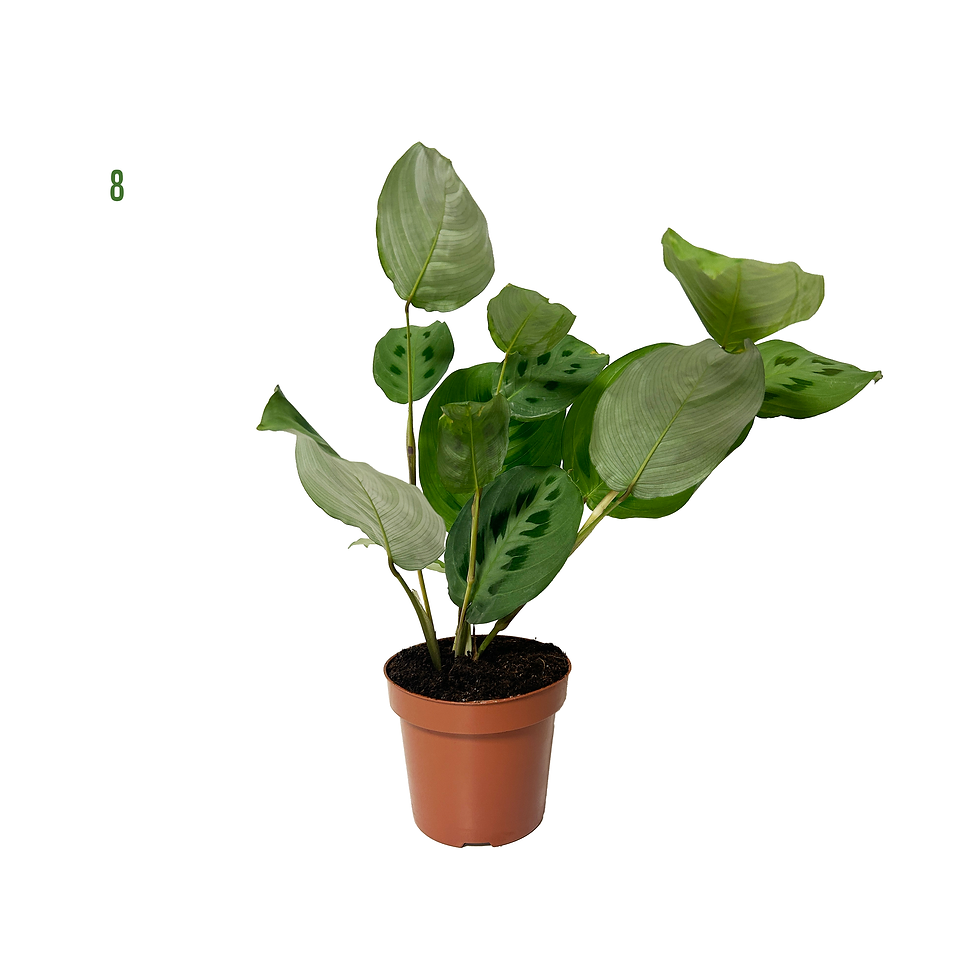 Miniature : PLANTES VERTES MIX - POT Ø10,5CM