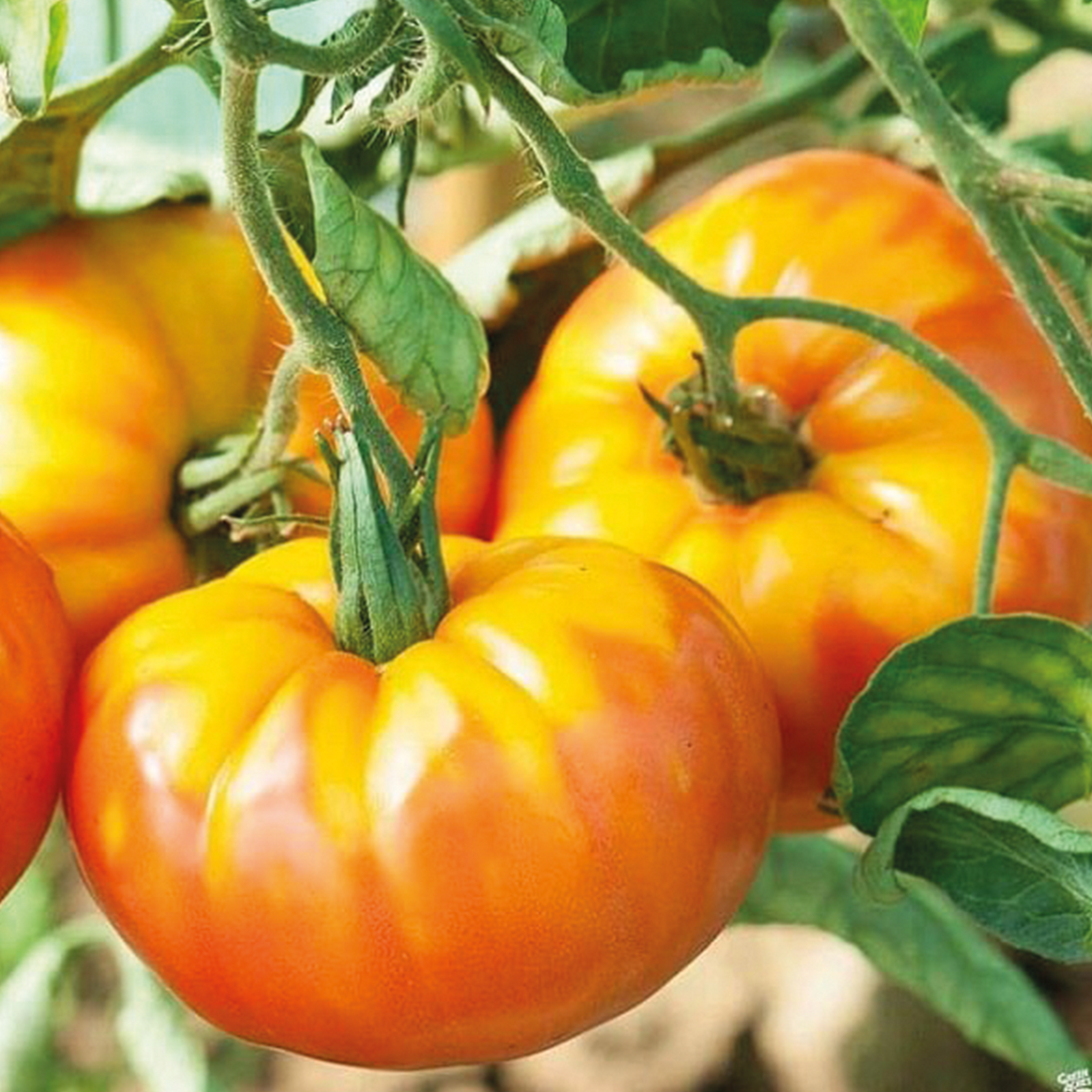 TOMATE ANANAS - POT Ø10CM