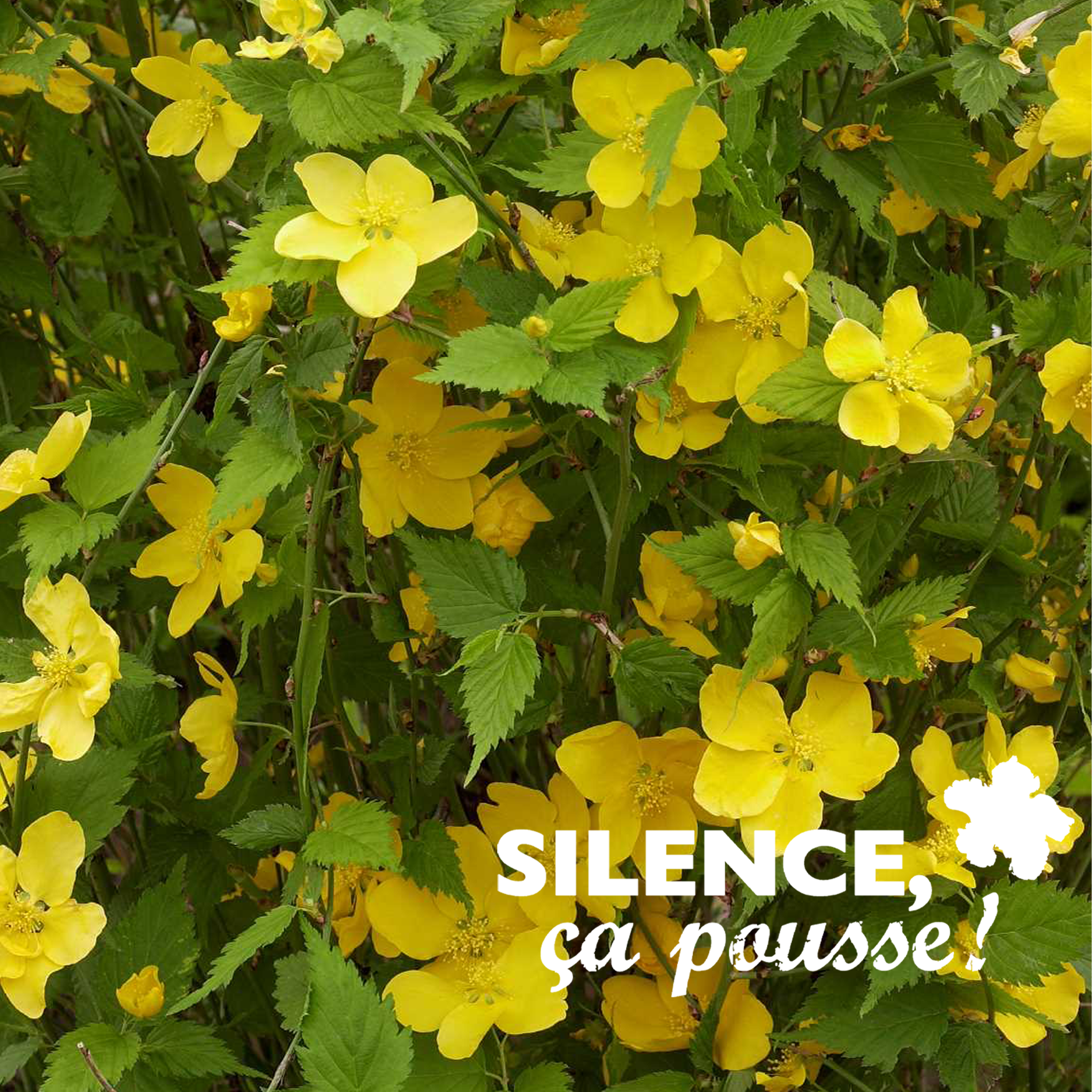 KERRIA JAPONICA 'GOLDEN GUINEA' - POT 2L