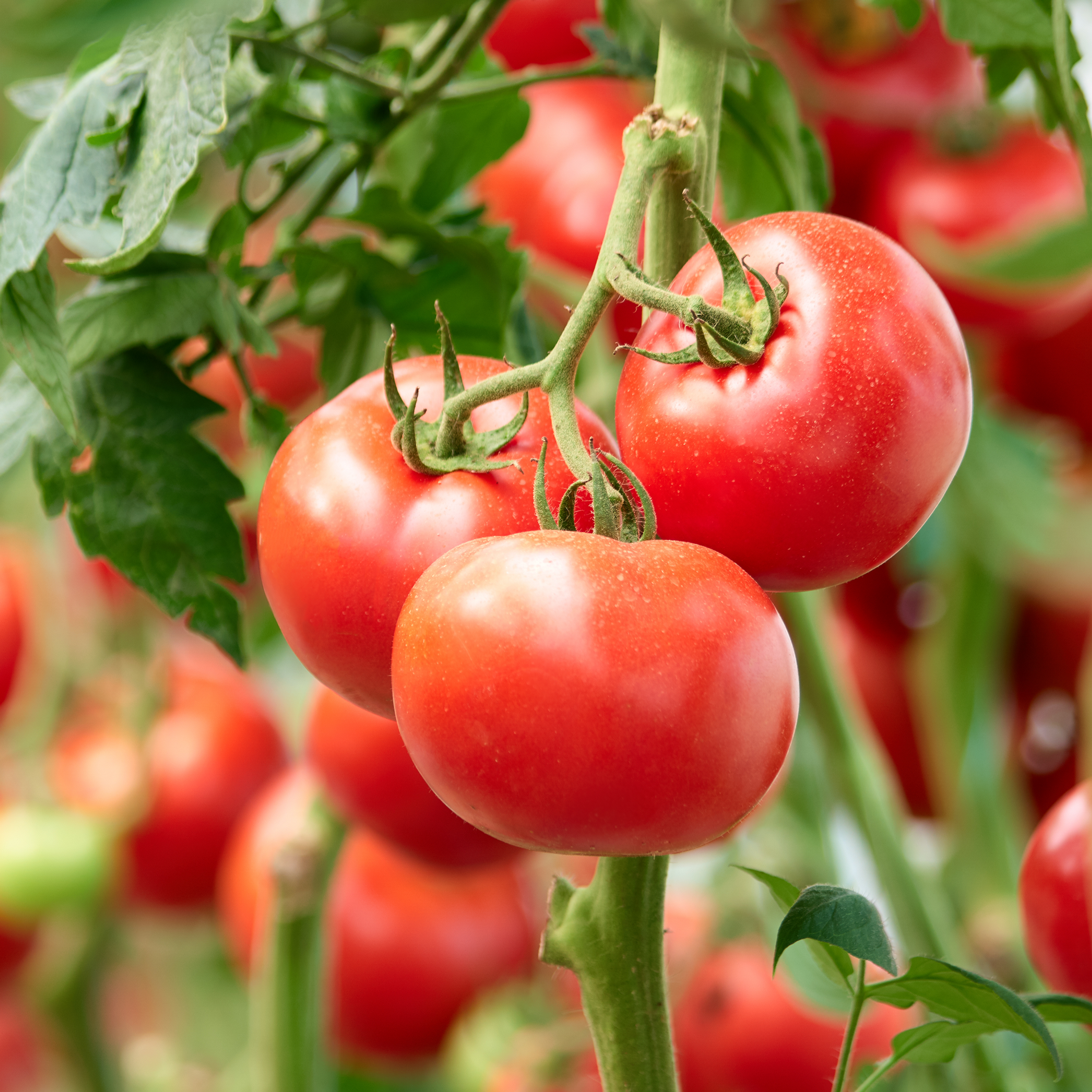 TOMATE GREFFÉE GRAPPE PREMIO - POT Ø13CM