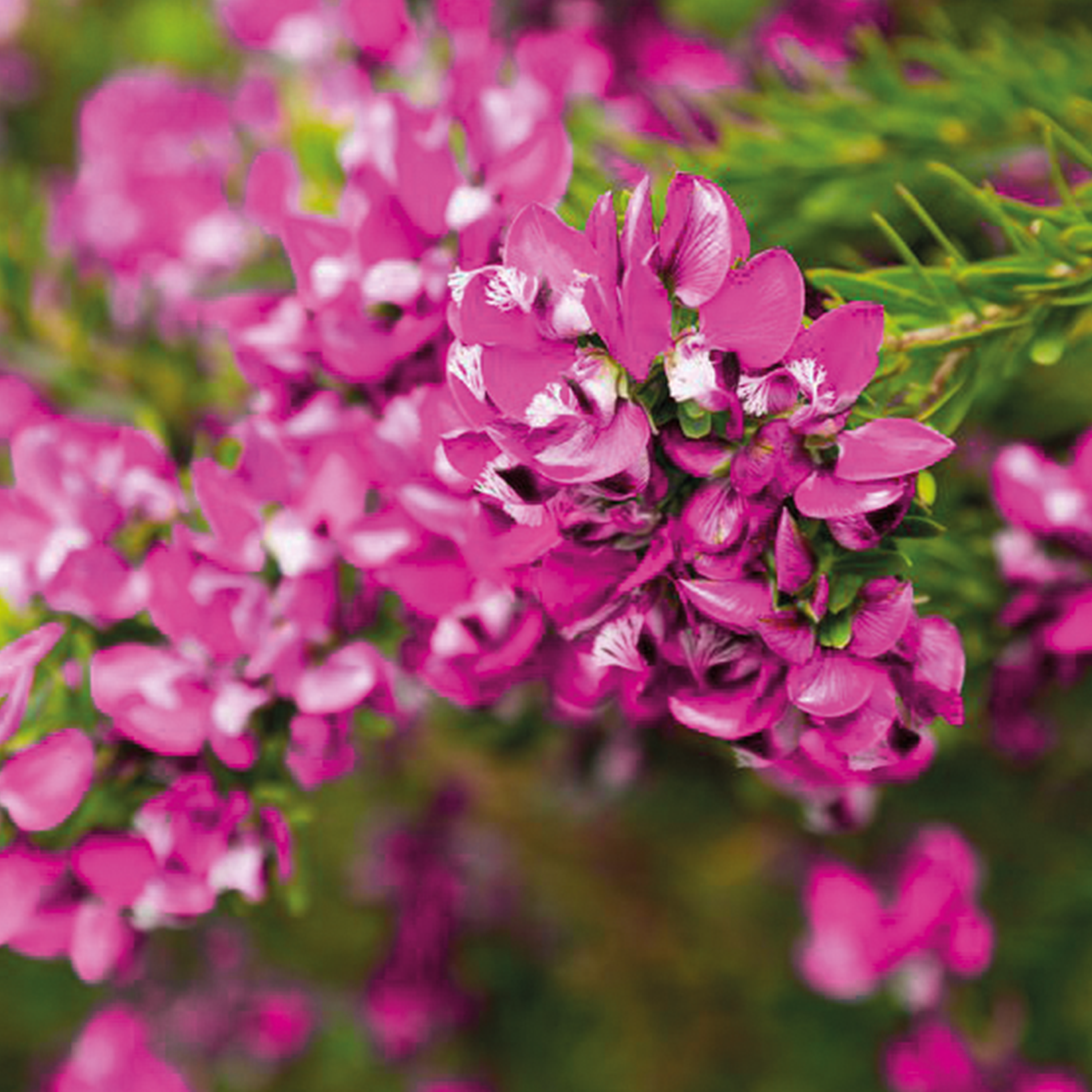 POLYGALA - MYRTIFOLIA - POT Ø20CM