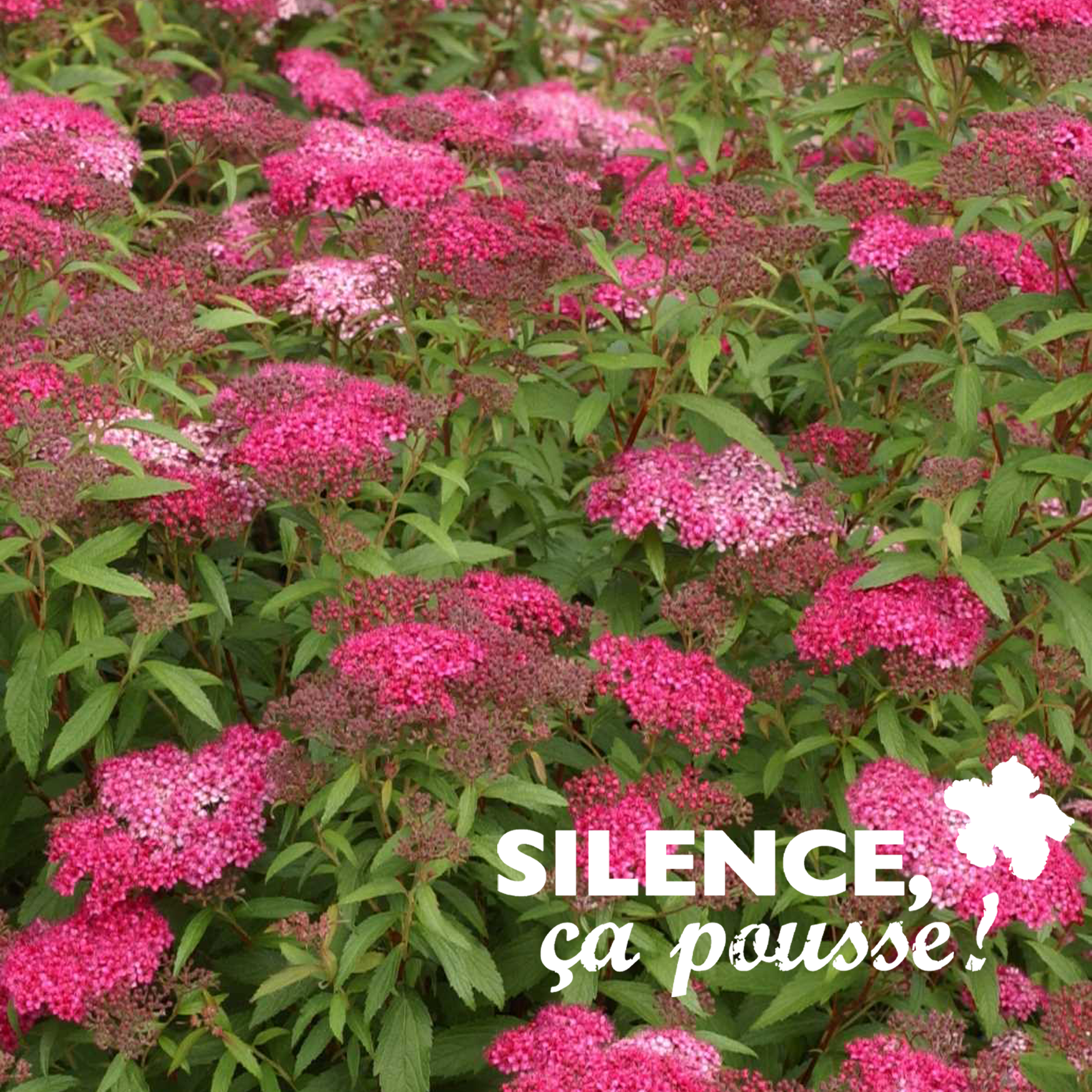 SPIRAEA JAPONICA 'ANTHONY WATERER' - POT 2L