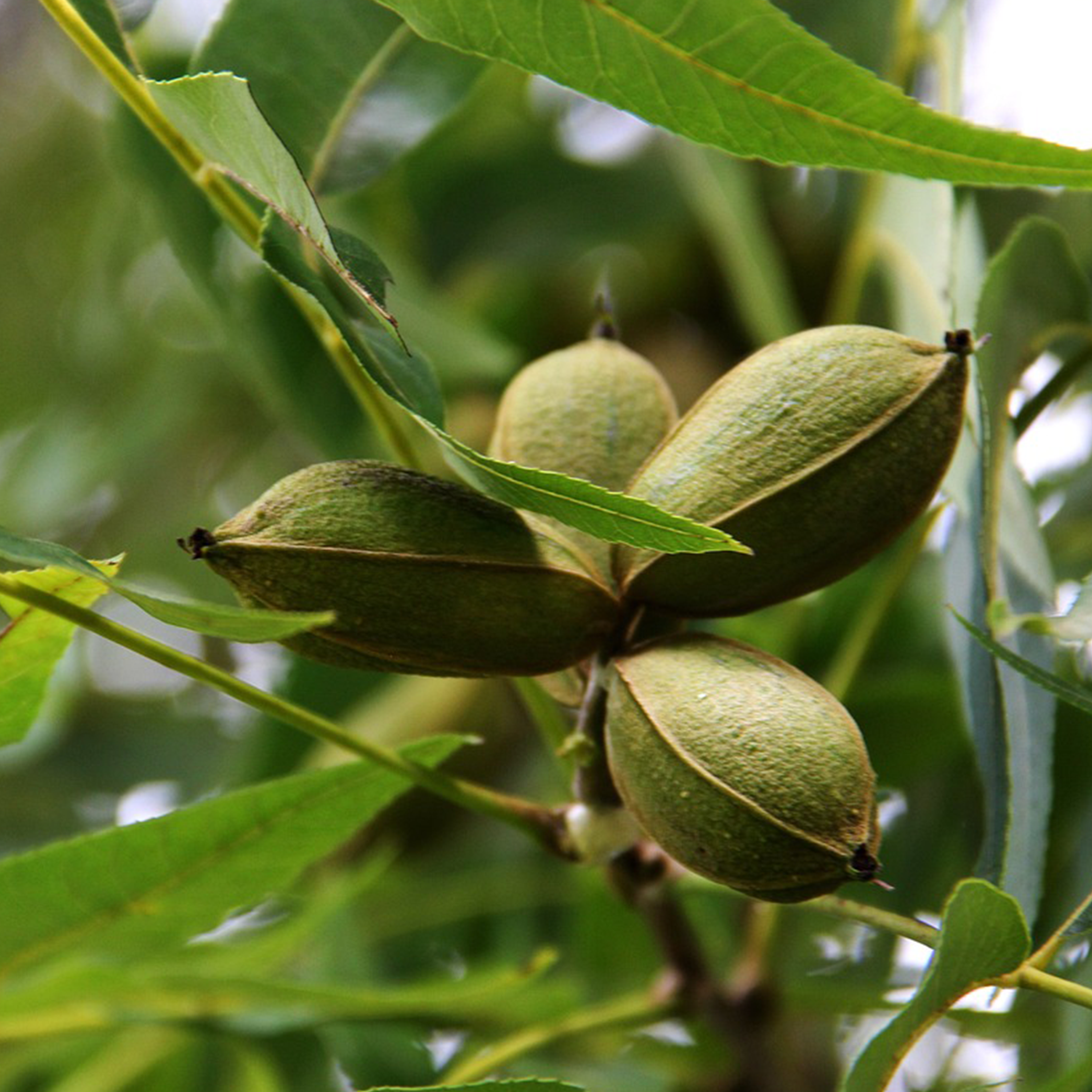 PACANIER 'NOIX DE PÉCAN' - POT DE 3L