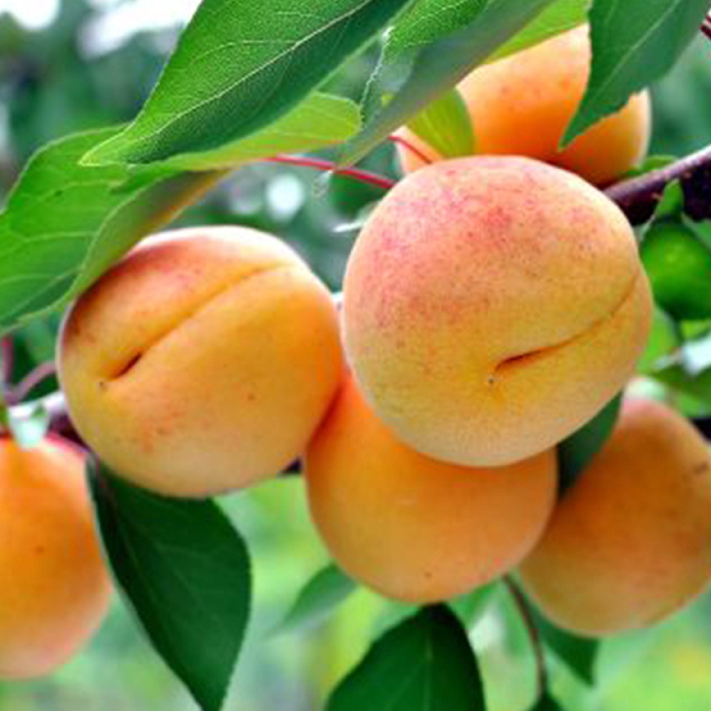 ABRICOTIER 'COMPACTA' NAIN - 1/4 TIGE - POT DE 10L