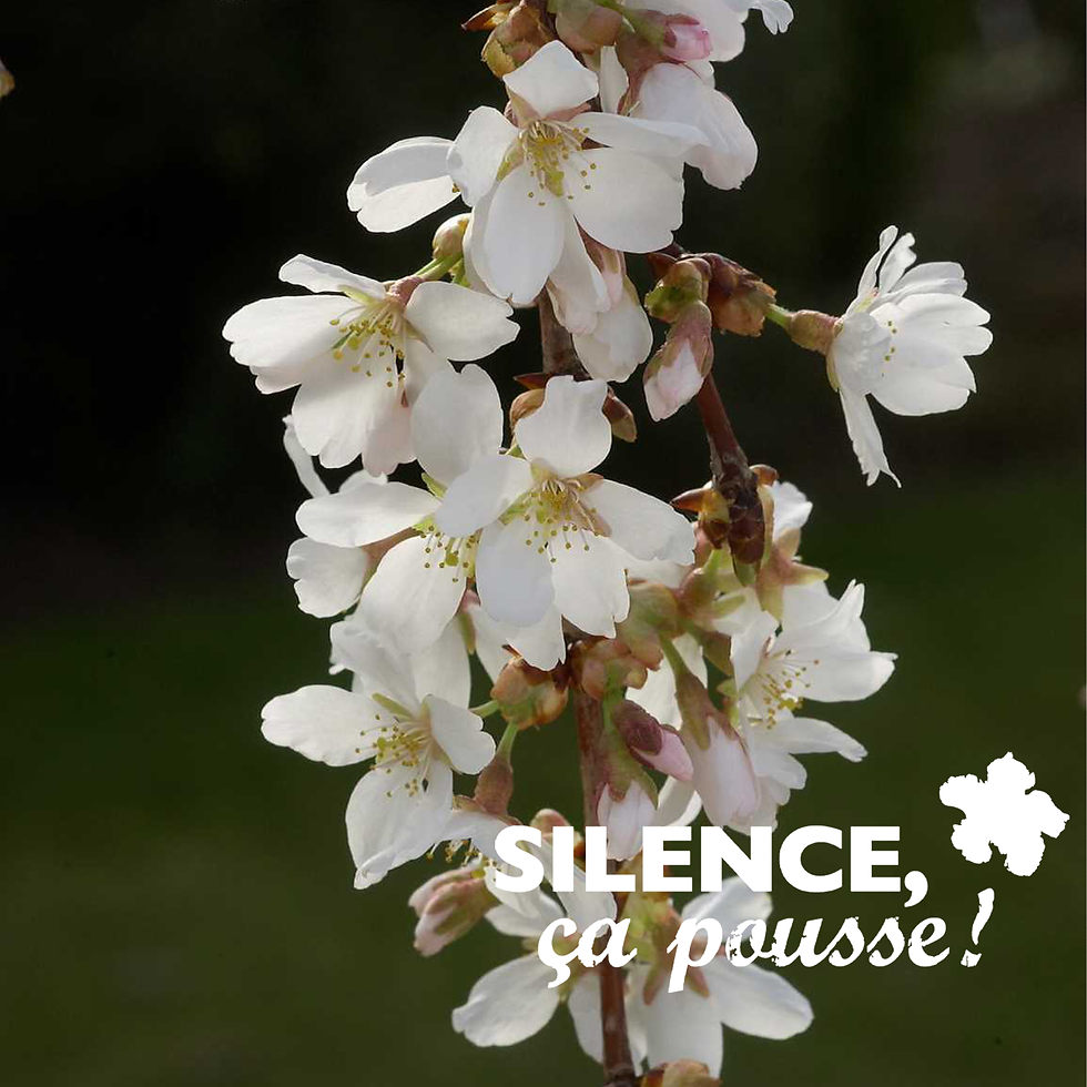 PRUNUS SNOW FOUNTAINS (CERISIER À FLEURS) 'SNOFOZAM' - POT 7L