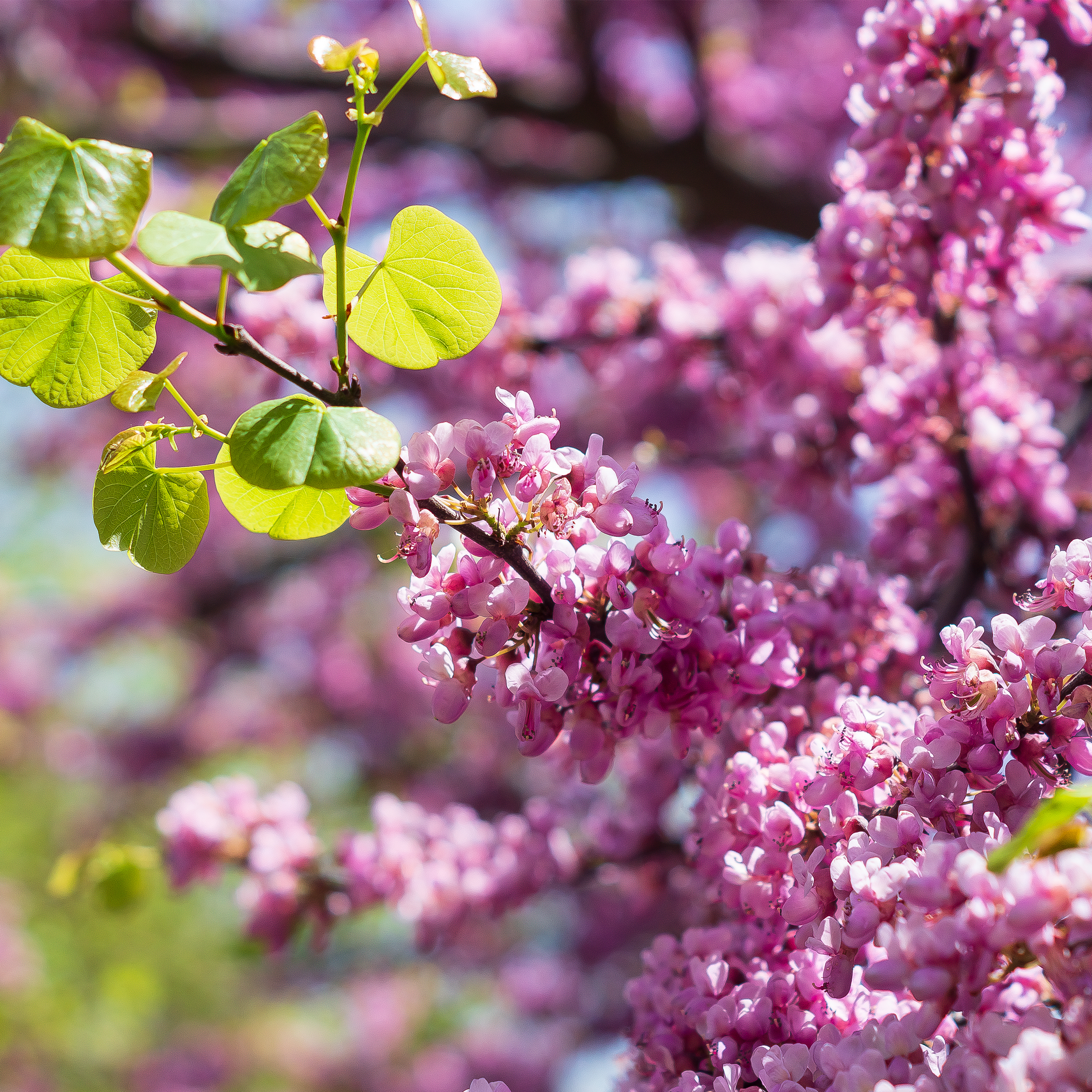 CERCIS SILIQUASTRUM - ARBRE DE JUDÉE - POT DE 5L