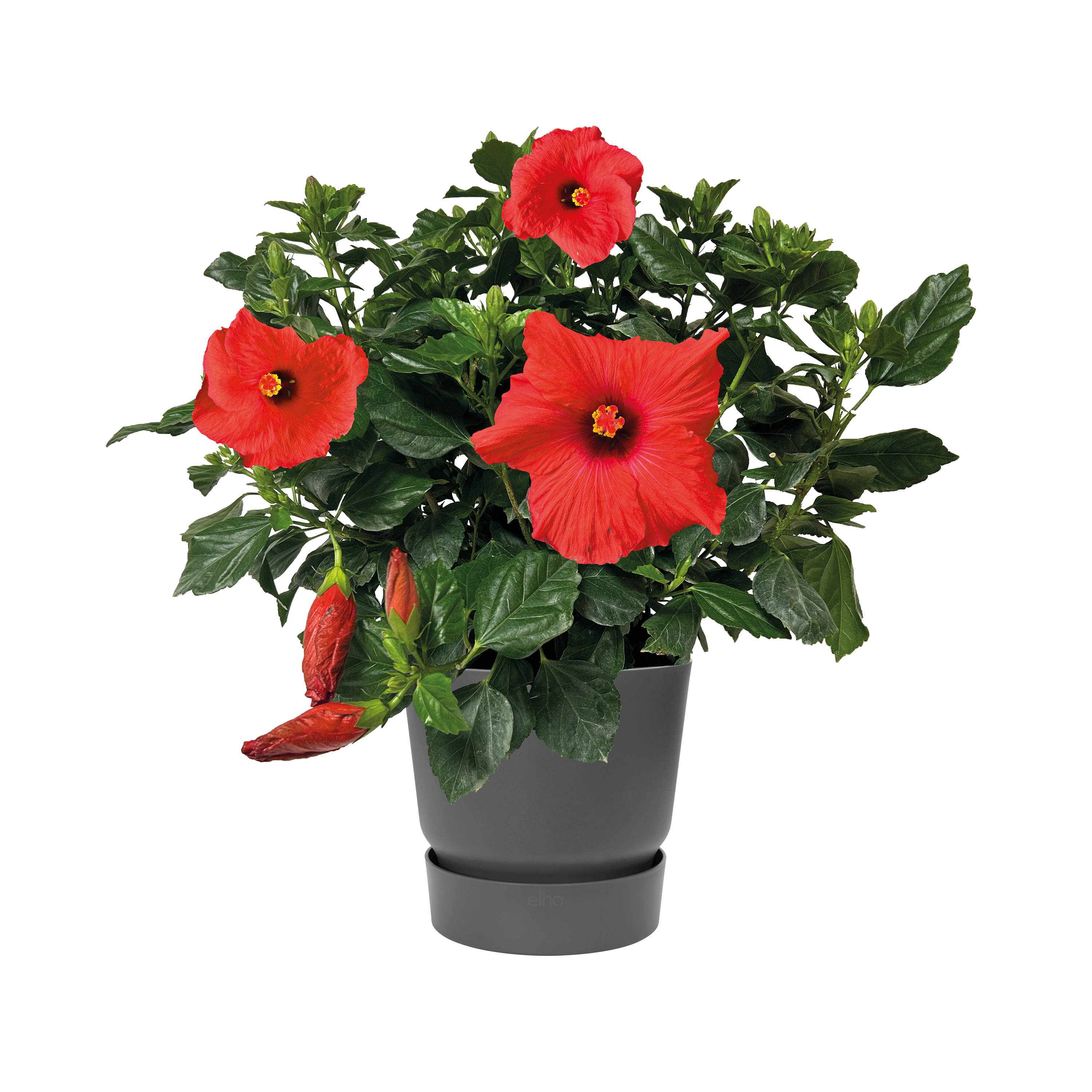 HIBISCUS - POT DE 6L