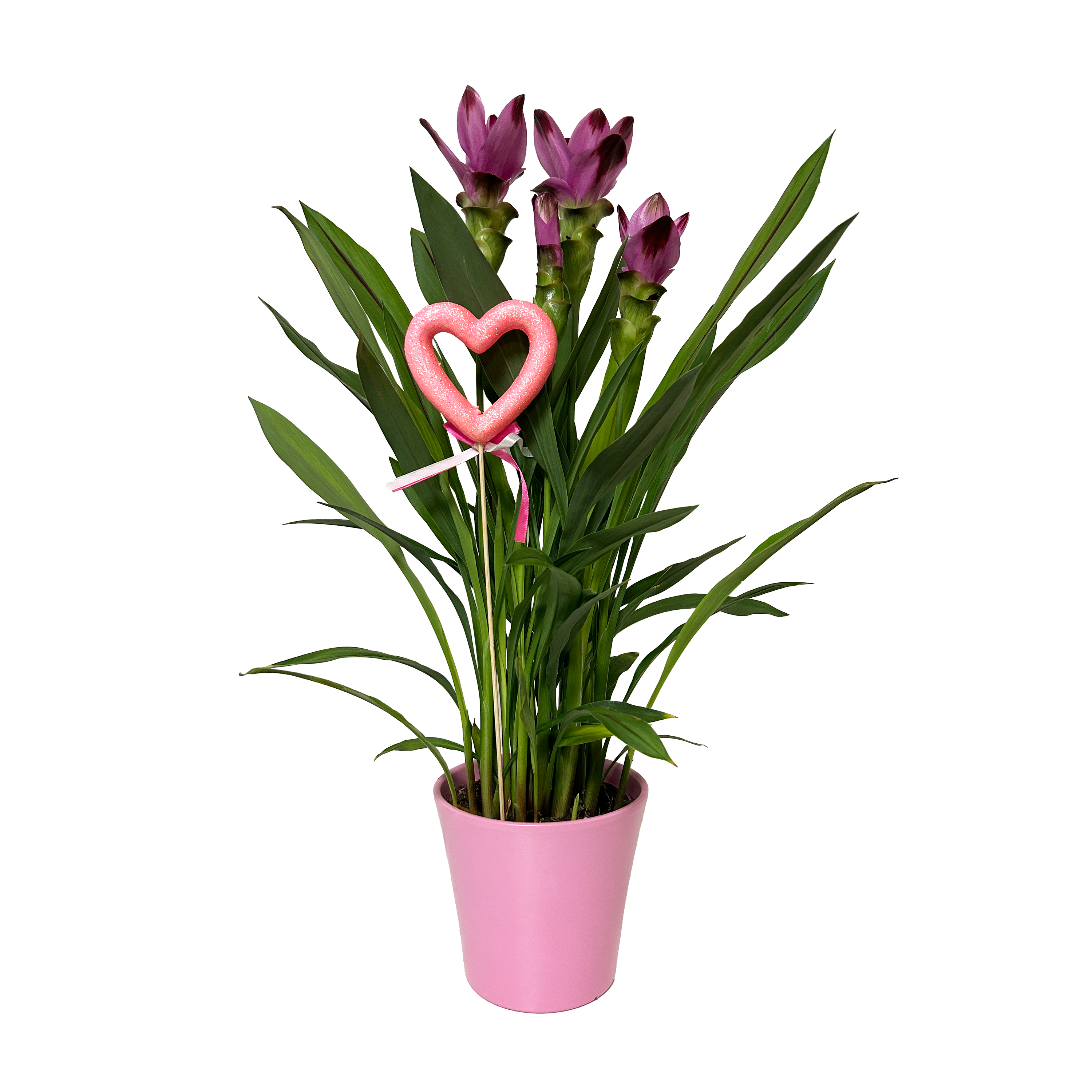 CURCUMA SPLASH - POT Ø19CM