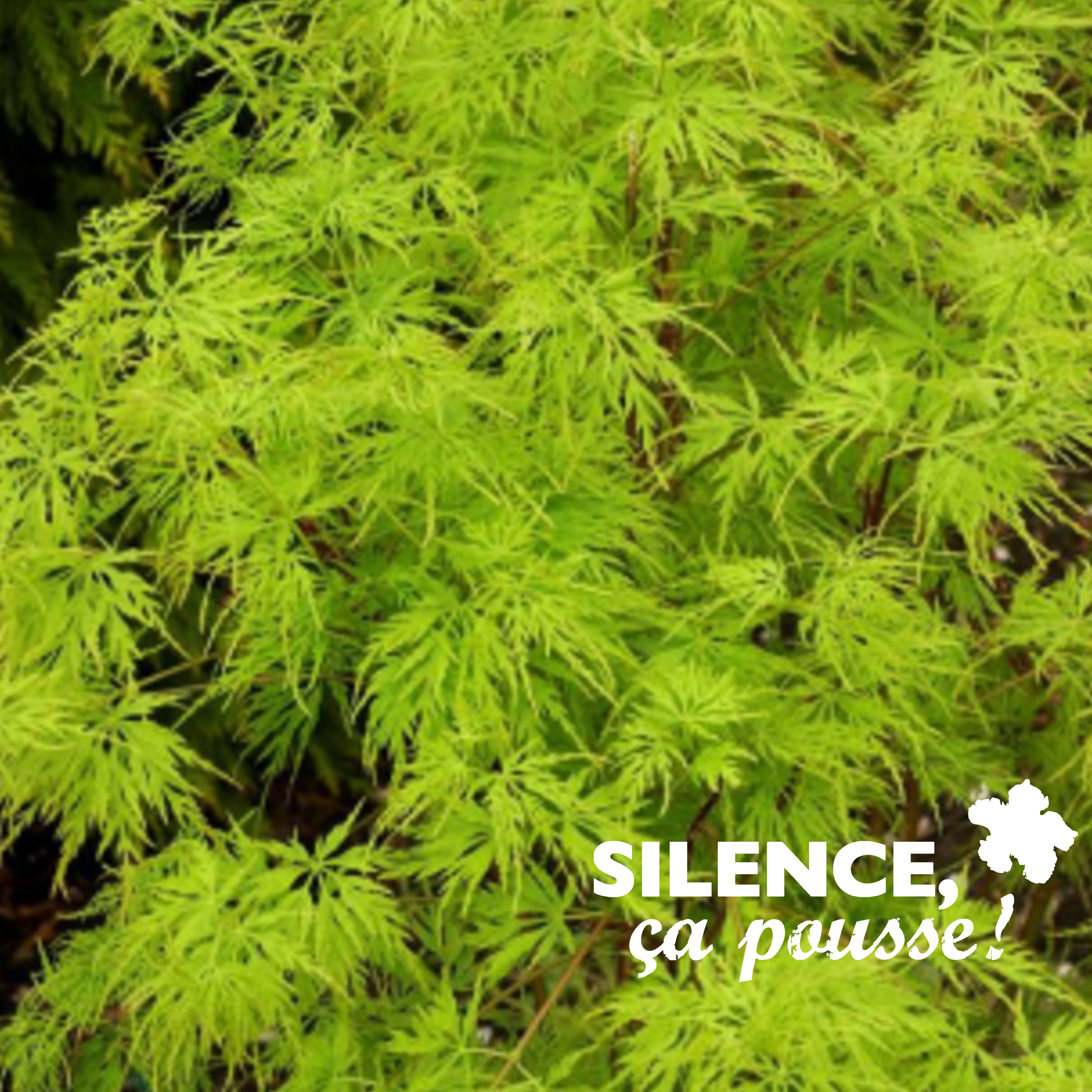 ÉRABLE DU JAPON - ACER PALMATUM 'SEIRYU' - POT DE 4,5L