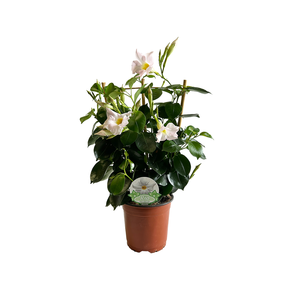Miniature : DIPLADENIA ARCEAU DOUBLE - POT ⌀14CM
