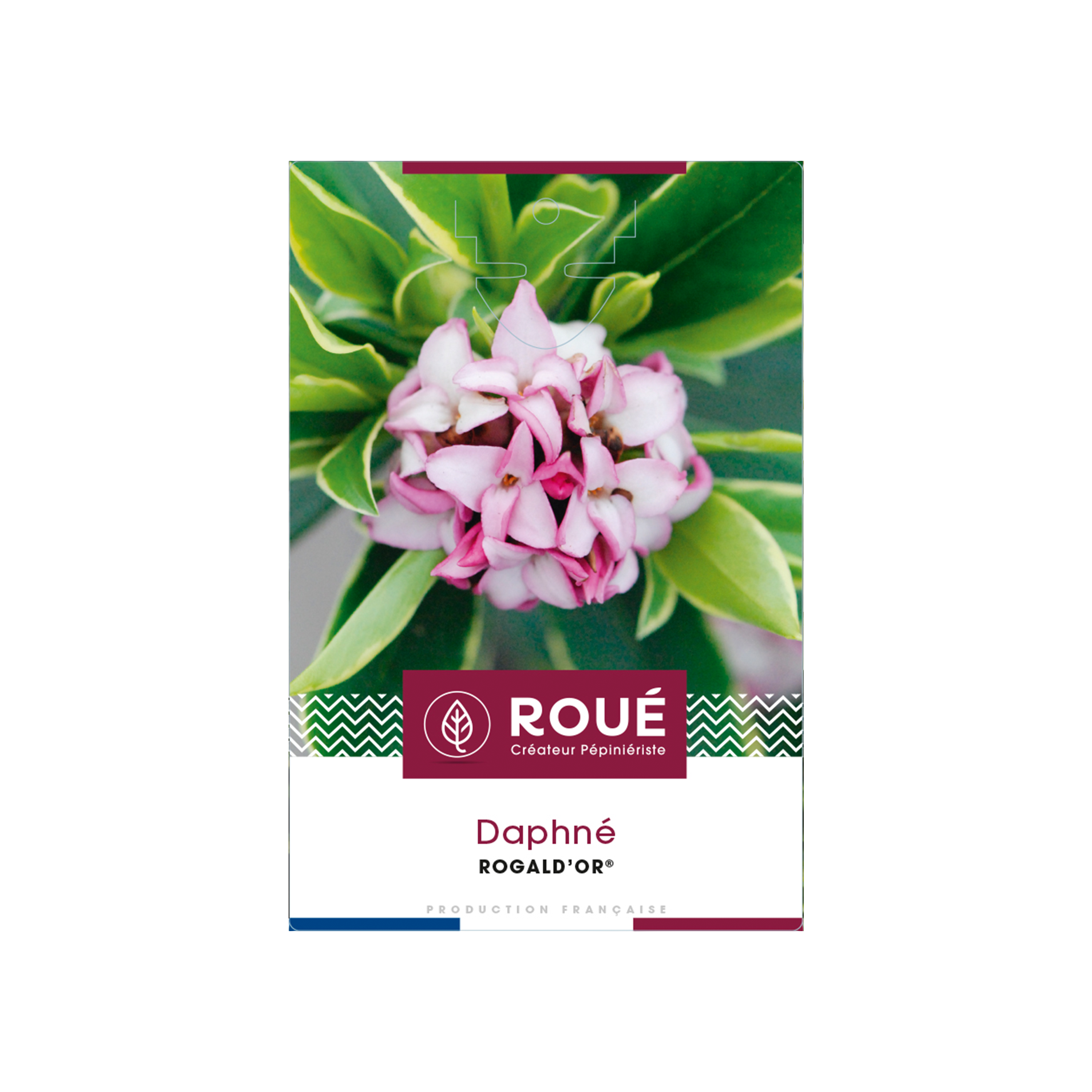 DAPHNE 'ROGALD'OR' - POT 4 L