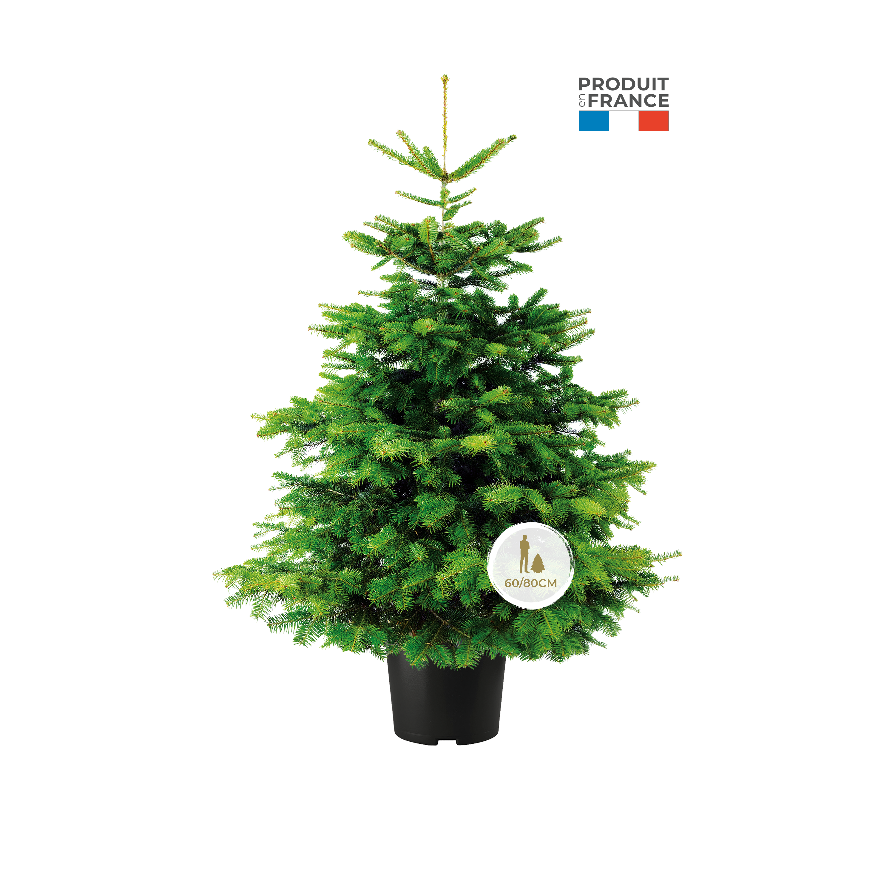 SAPIN ABIES NORDMANN EN POT - 60/80CM