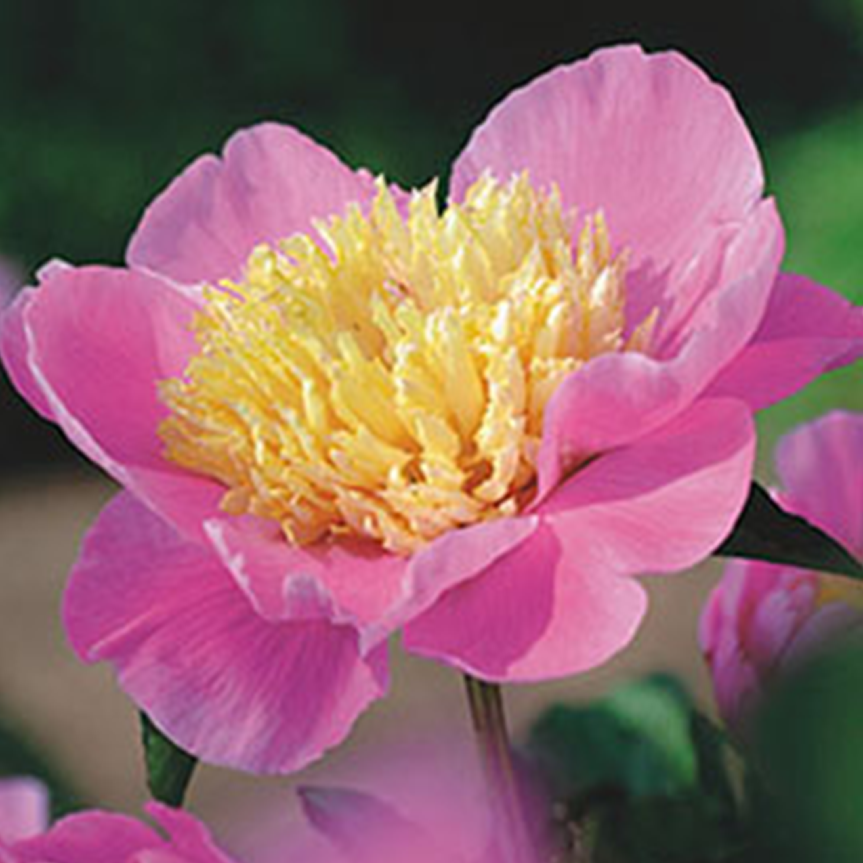 PIVOINE DE CHINE 'DOREEN' - POT DE 2L