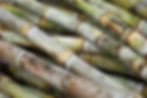 cane stalks.JPG