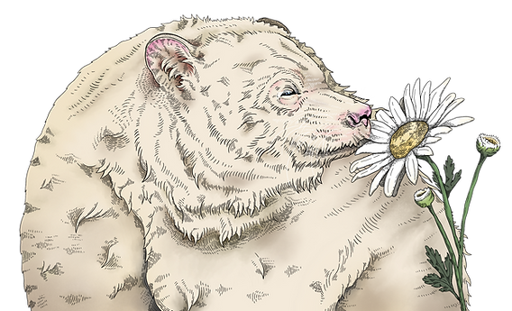 A white bear and a flower, Carolyn Tripp