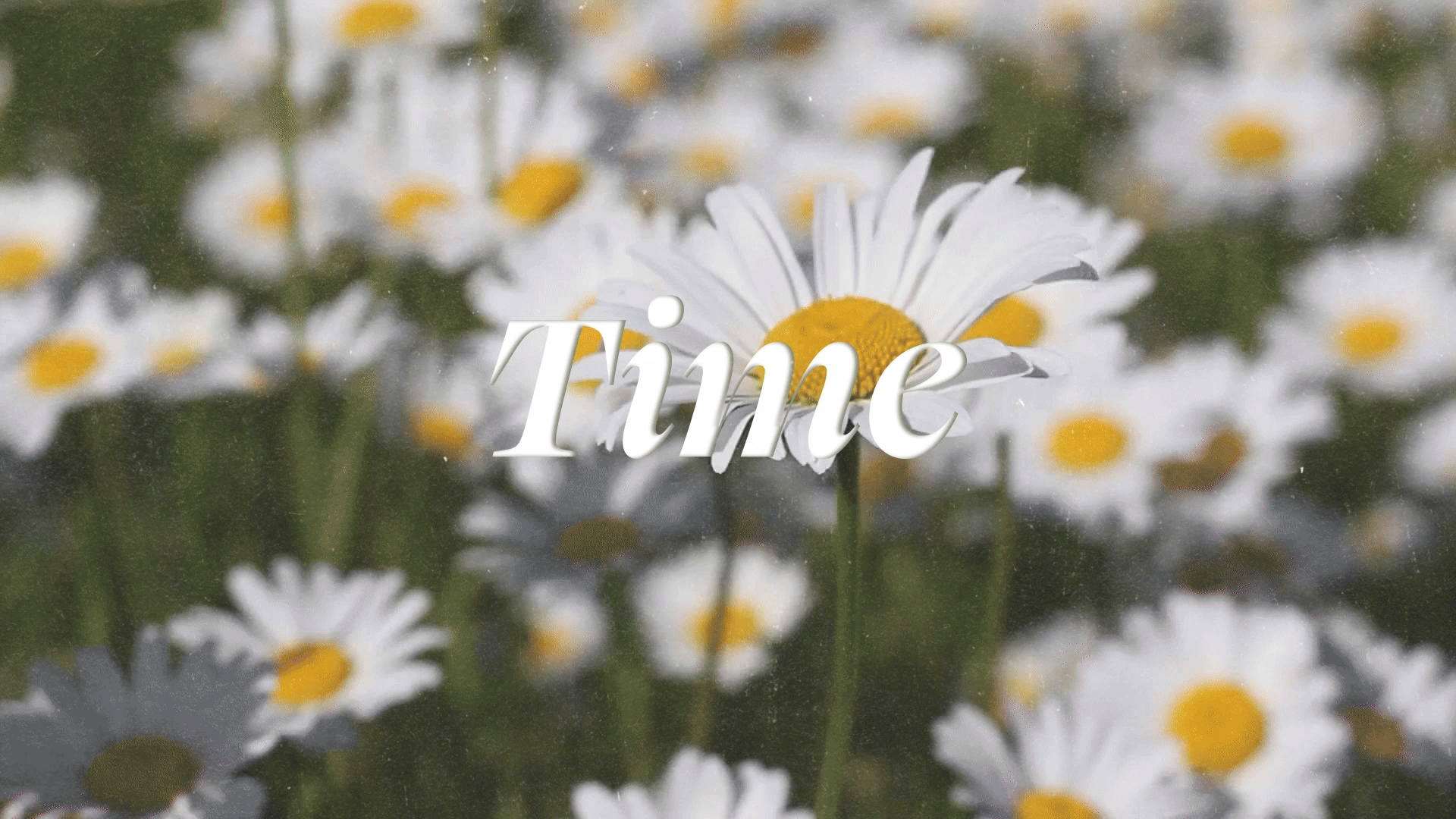 Time to bloom animated GIF, Carolyn Tripp