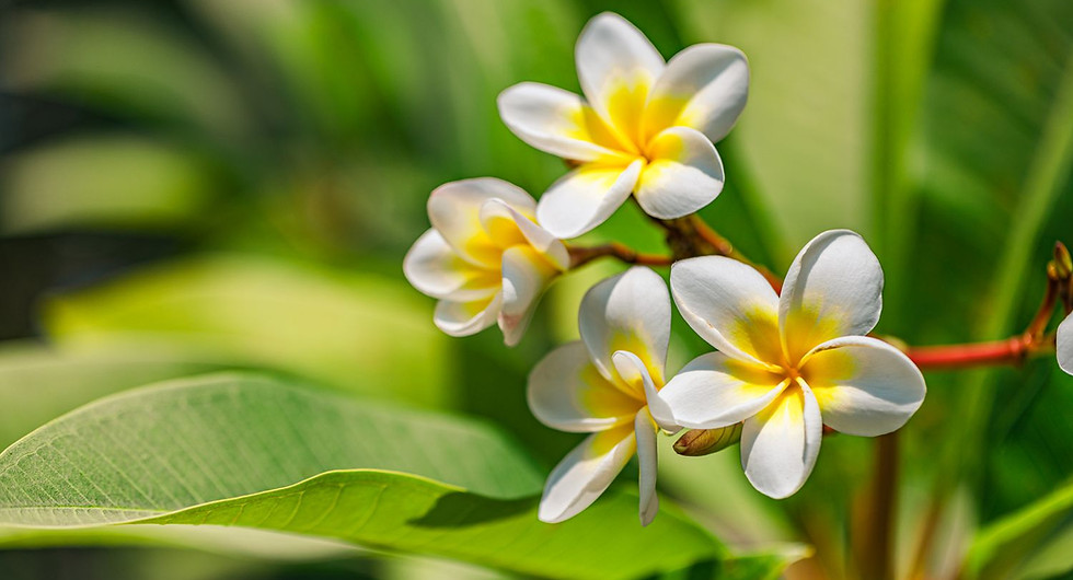 Plumeria Flowers.jpg
