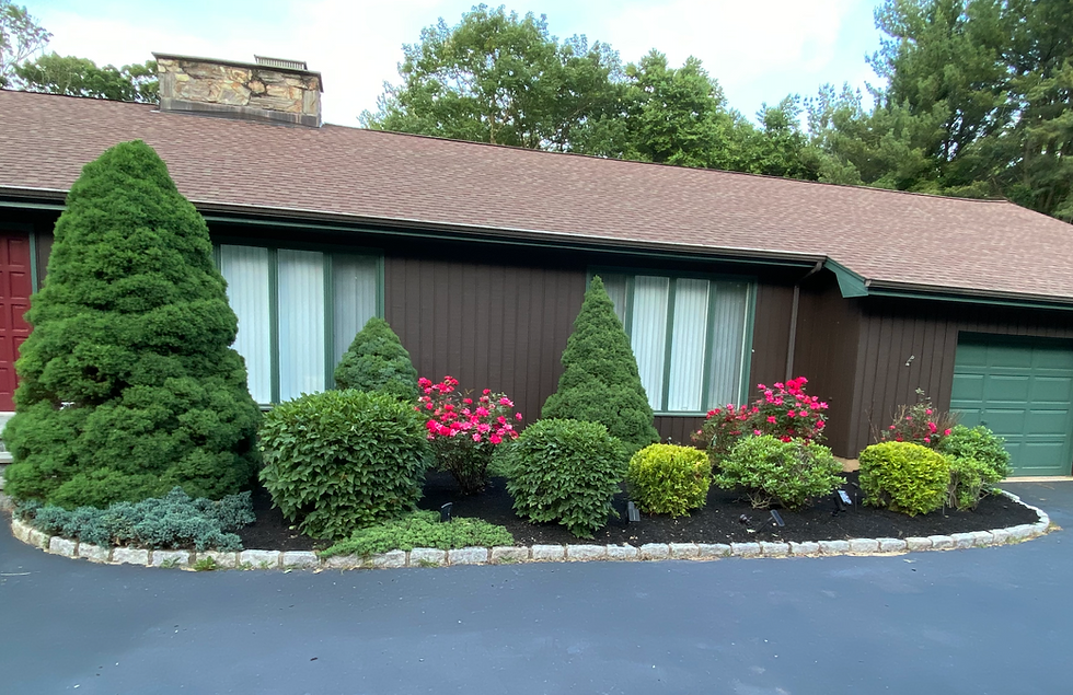 Guide to planting small trees!