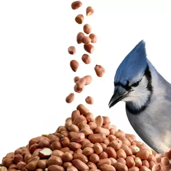 Thumbnail: Premium Peanuts Wild Bird Food 50g - 25kg