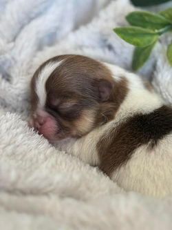 Pomchi