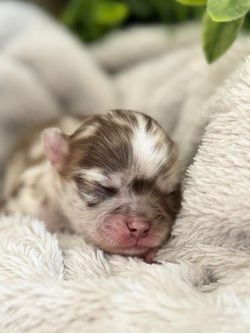 Pomchi